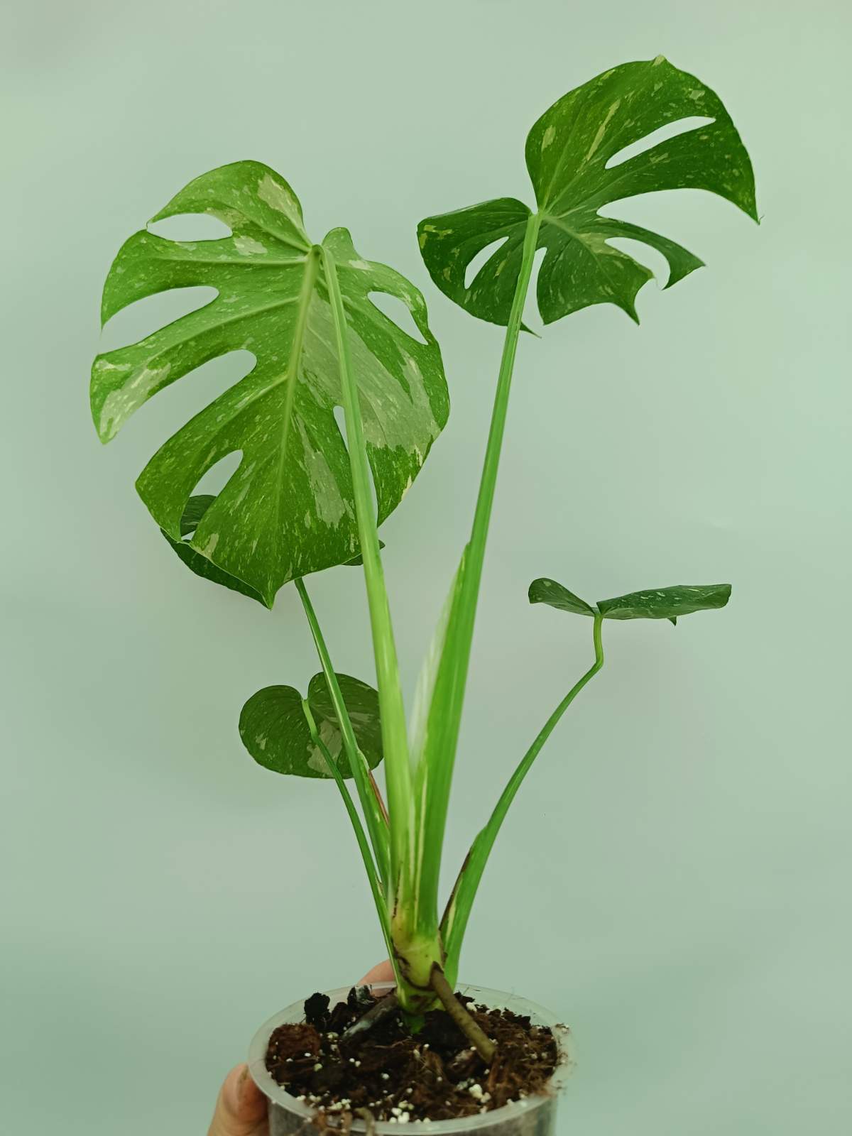 Monstera thai constellation 