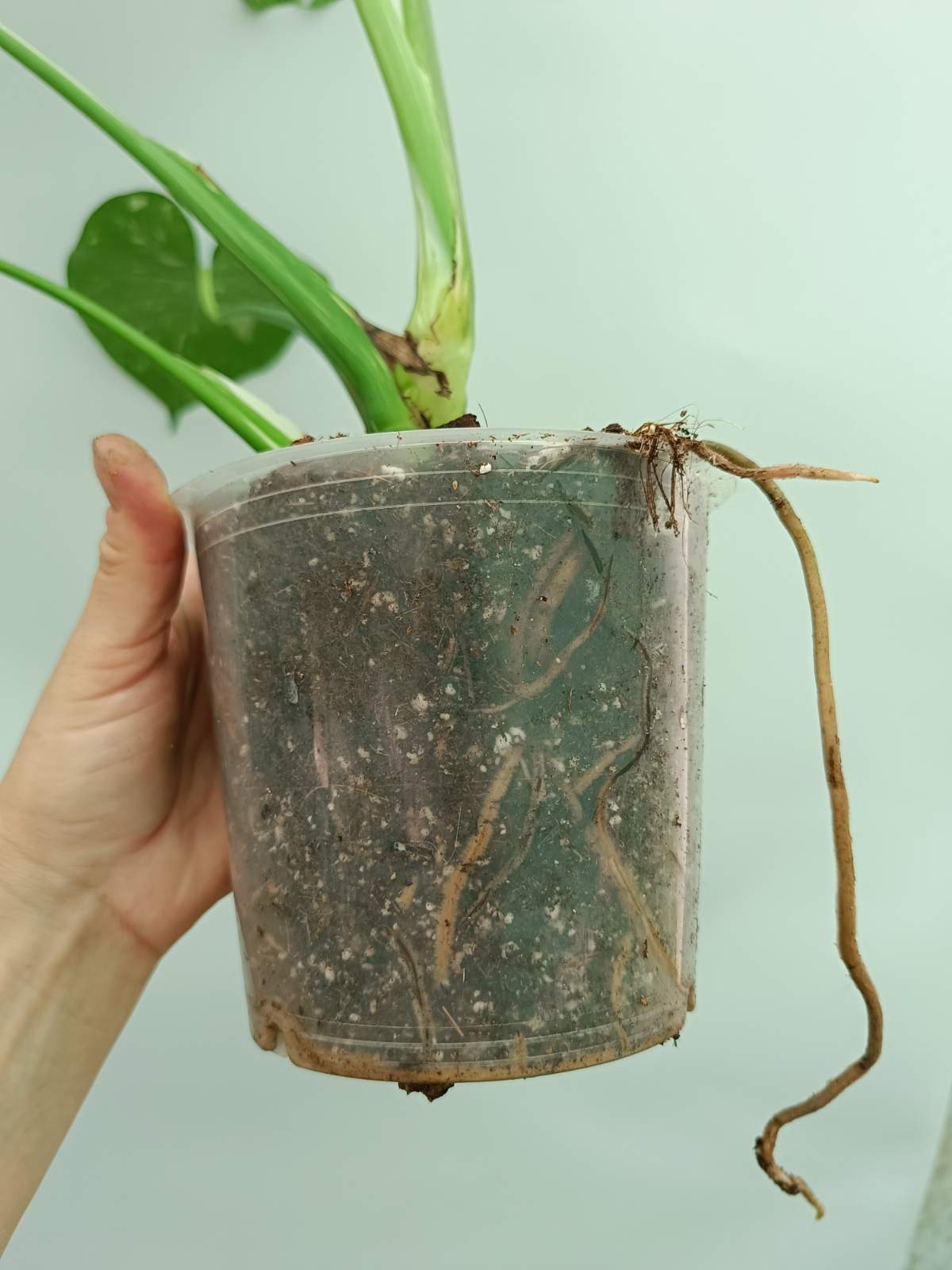 Monstera thai constellation 