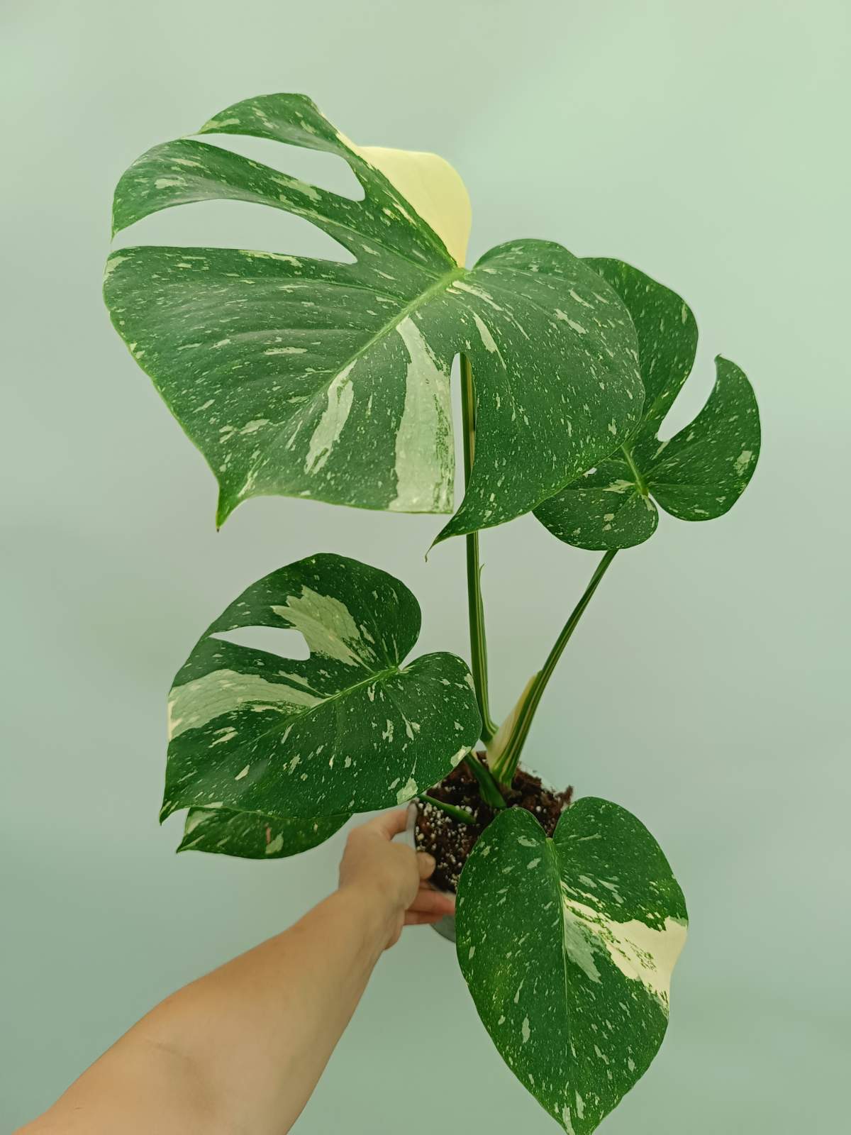 Large Monstera thai constellation | Welovetropicalplants