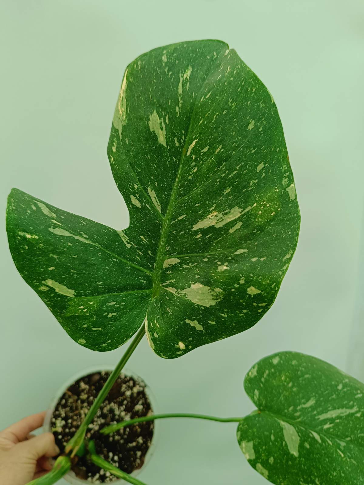 Monstera thai constellation 
