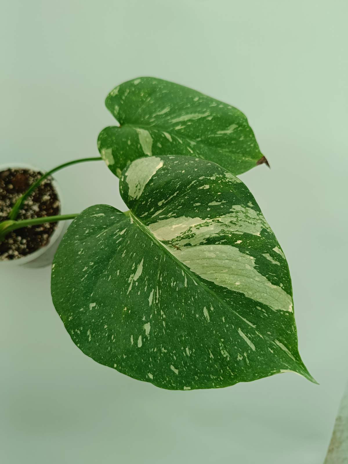 Monstera thai constellation 