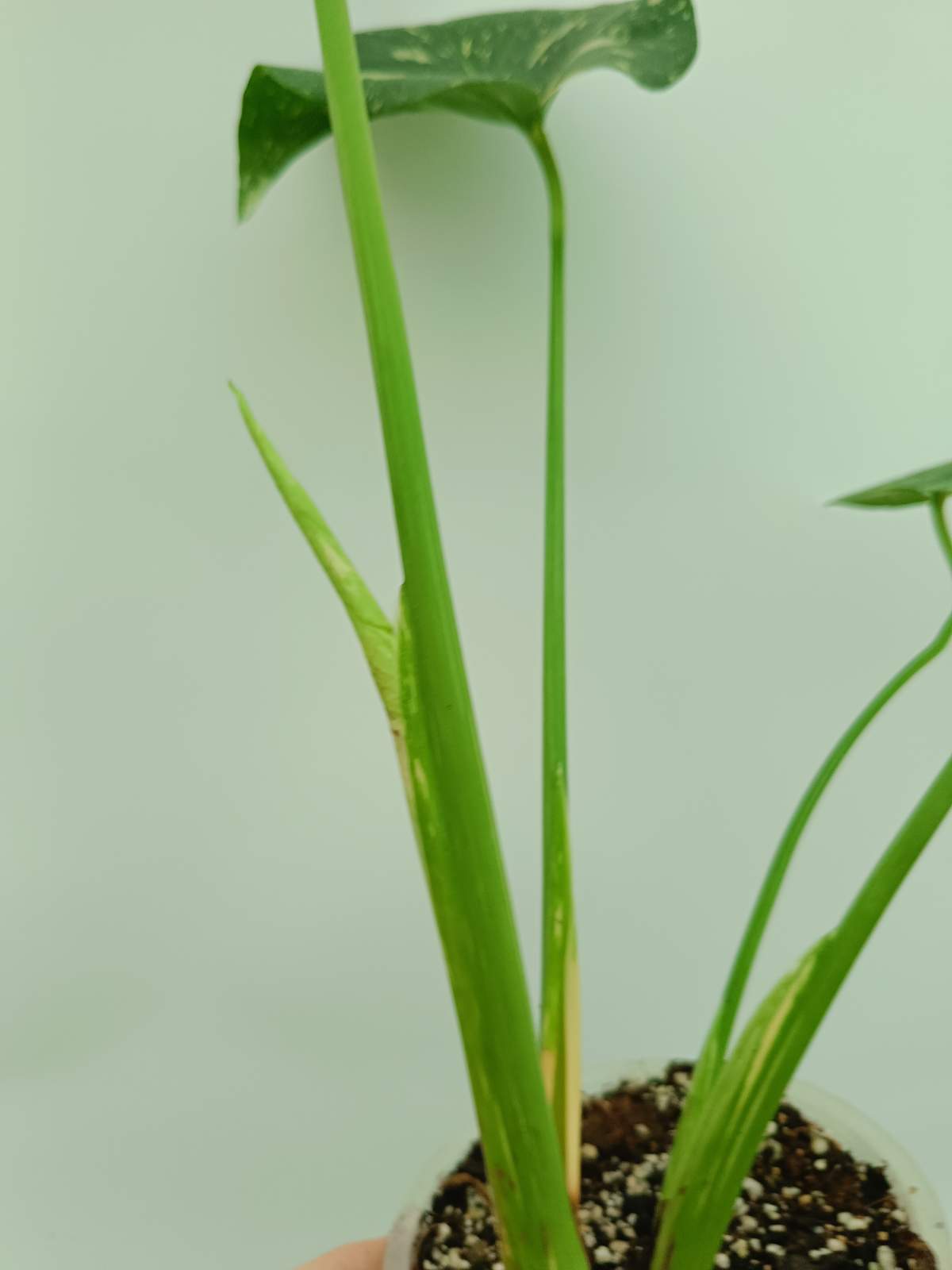 Monstera thai constellation 