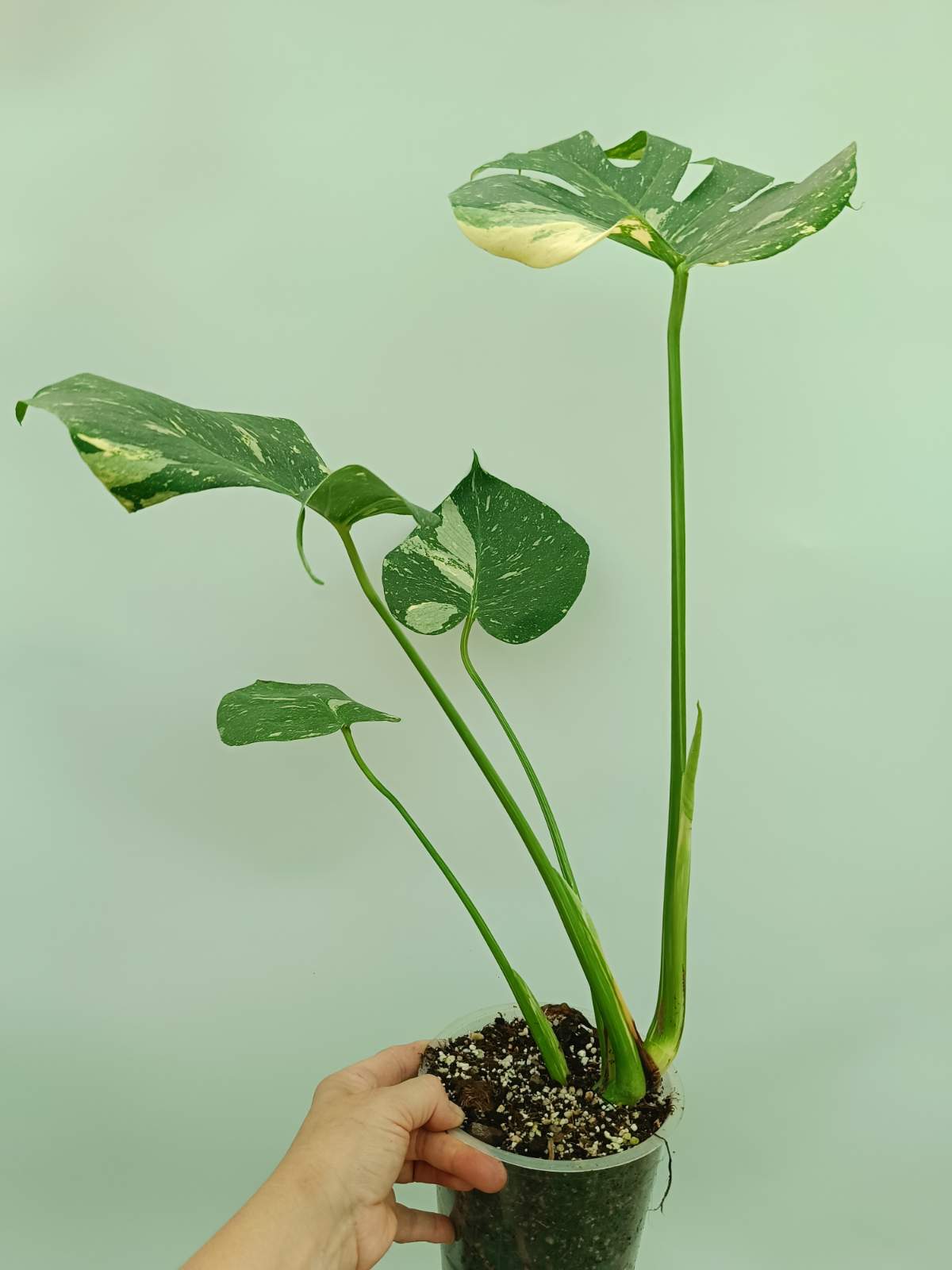 Monstera thai constellation 