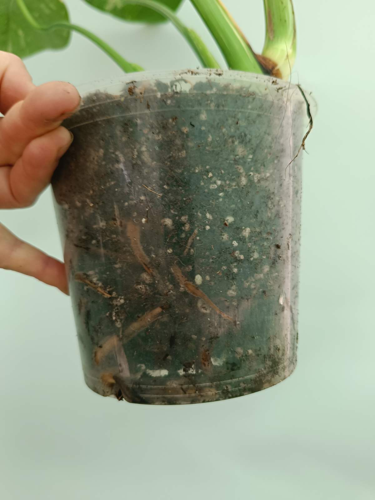 Monstera thai constellation 