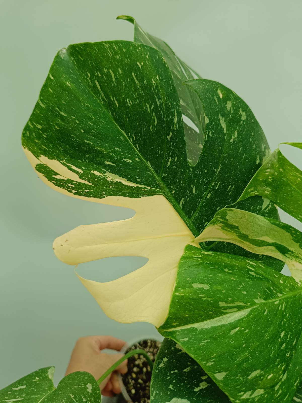 Large Monstera thai constellation | Welovetropicalplants