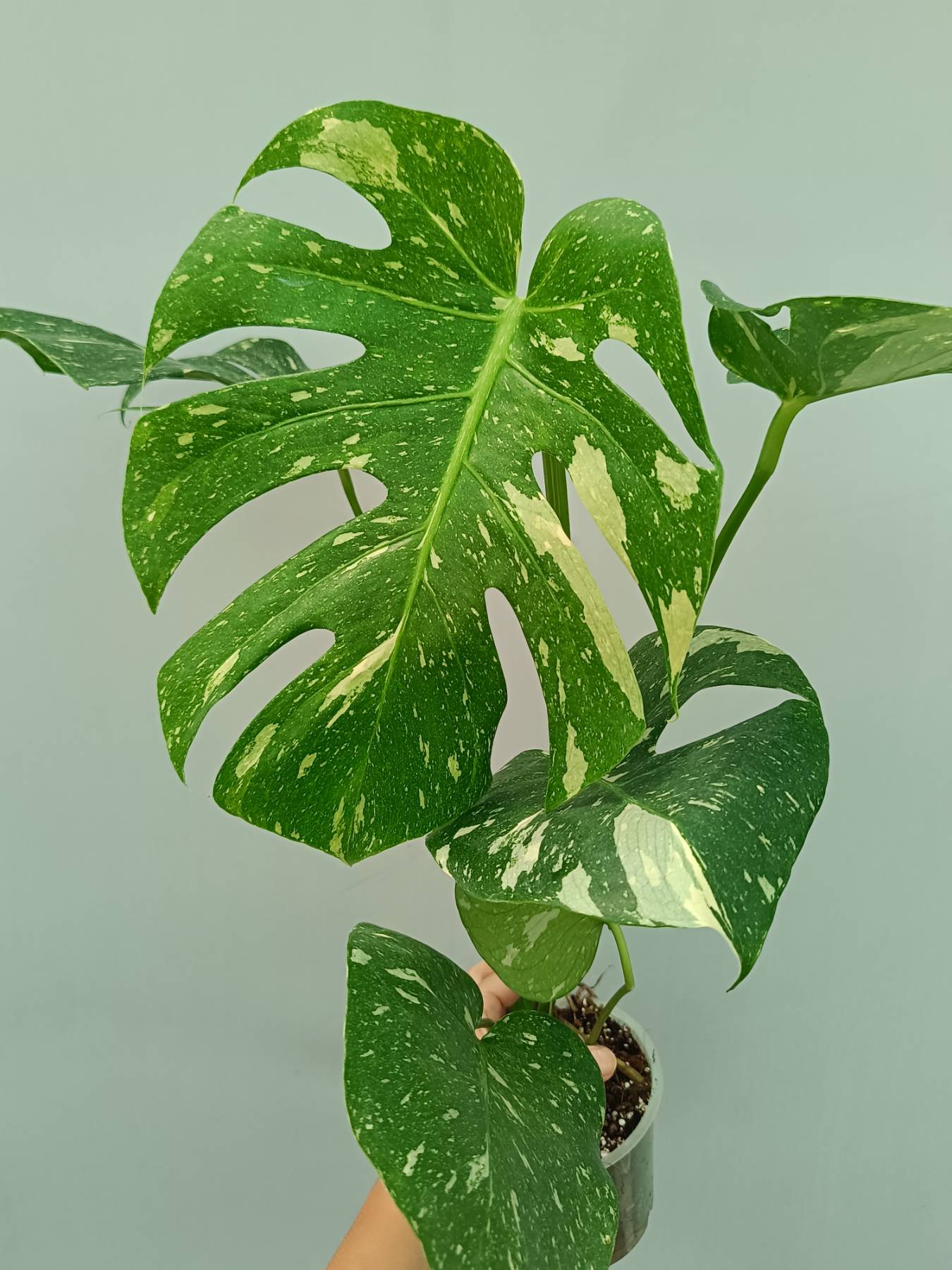 Monstera Thai Constellation