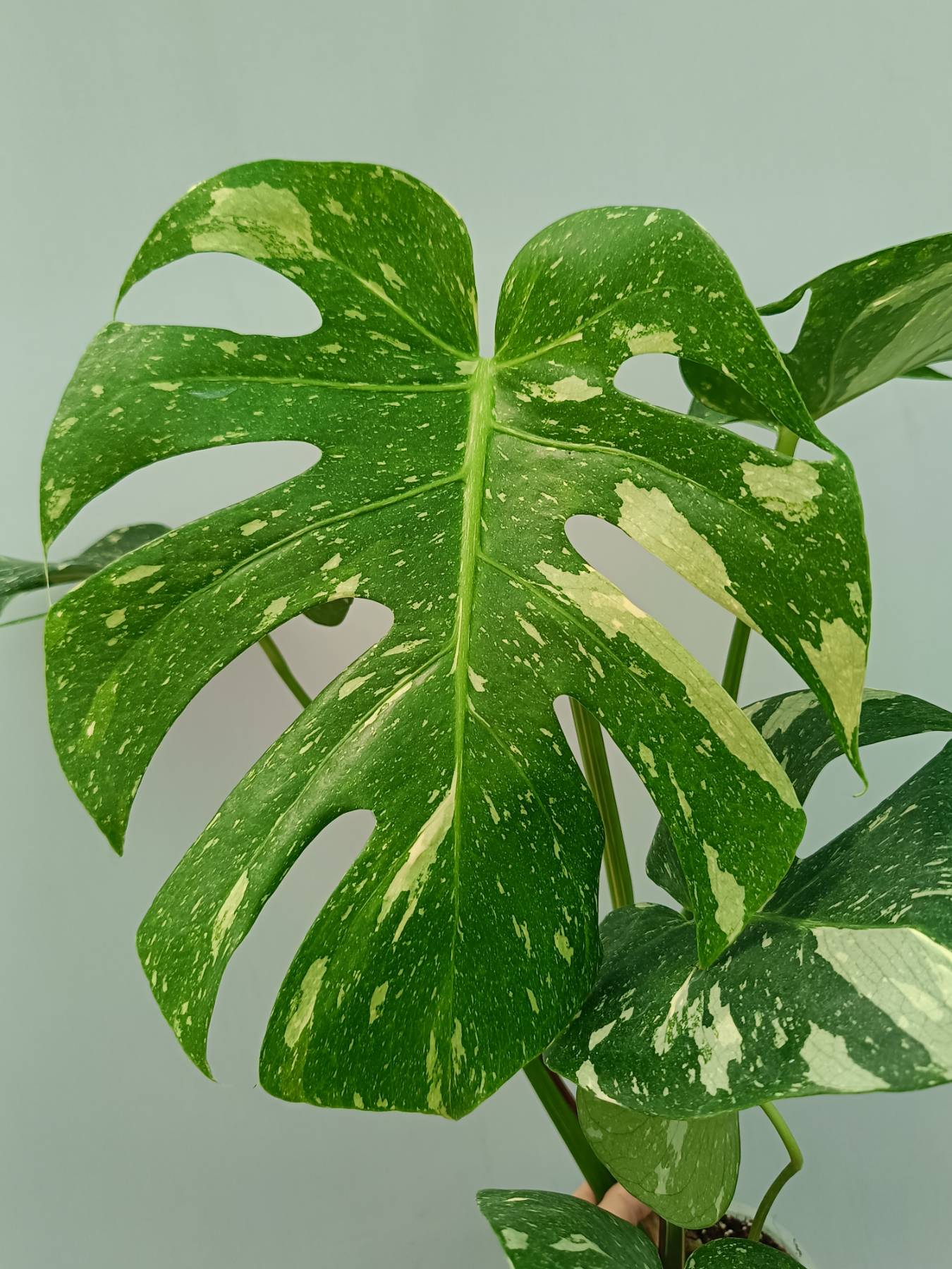 Monstera Thai Constellation