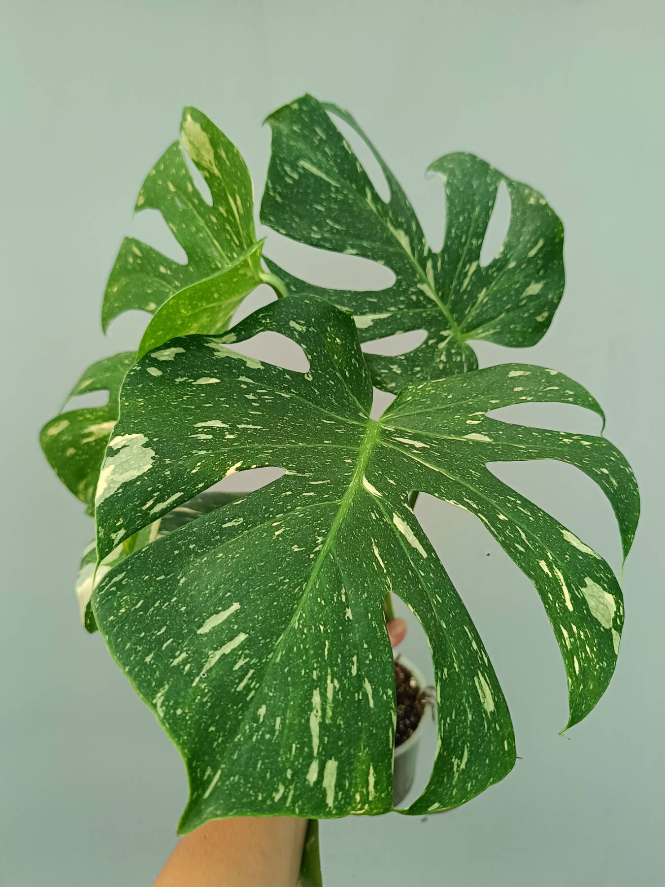 Monstera Thai Constellation