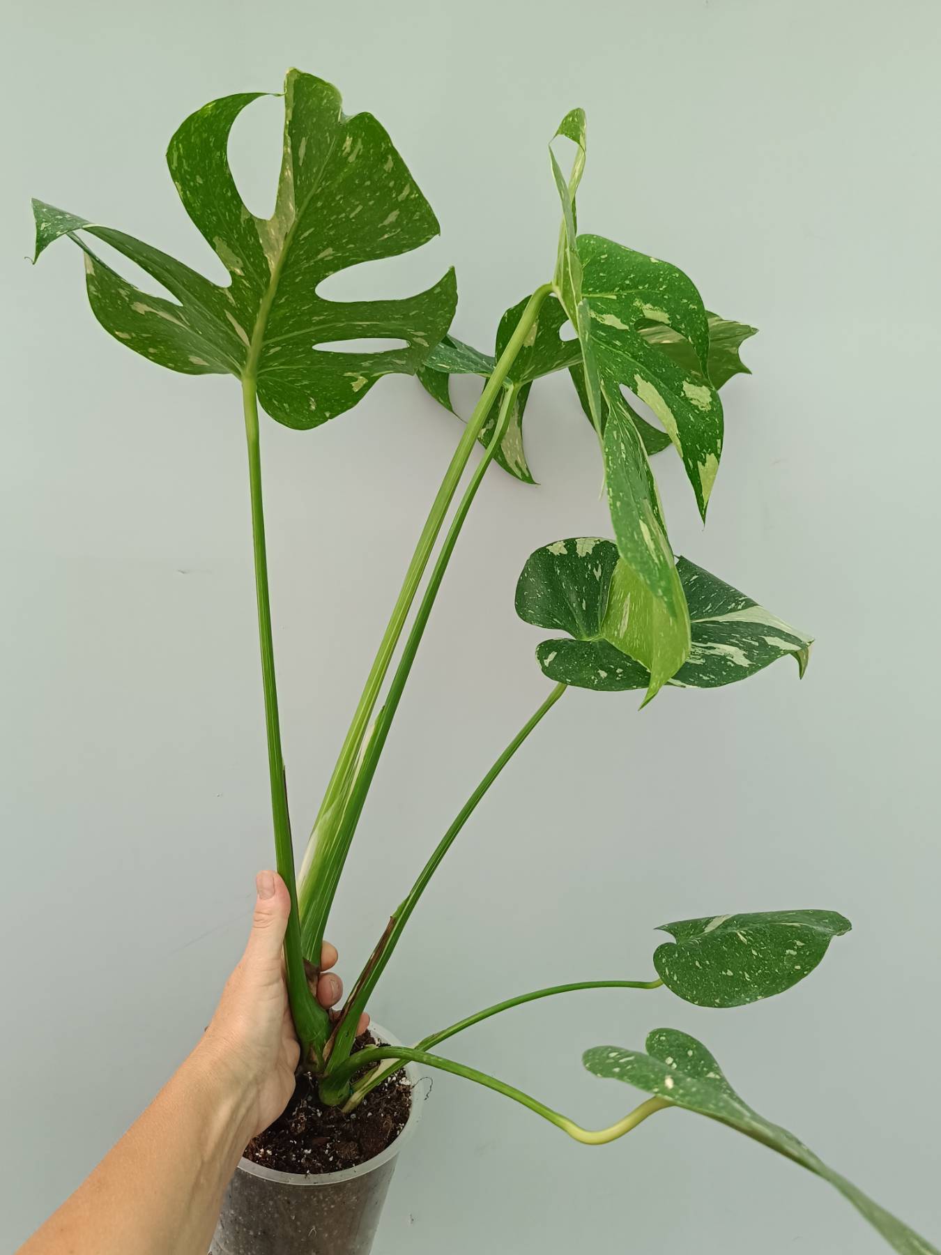 Monstera Thai Constellation