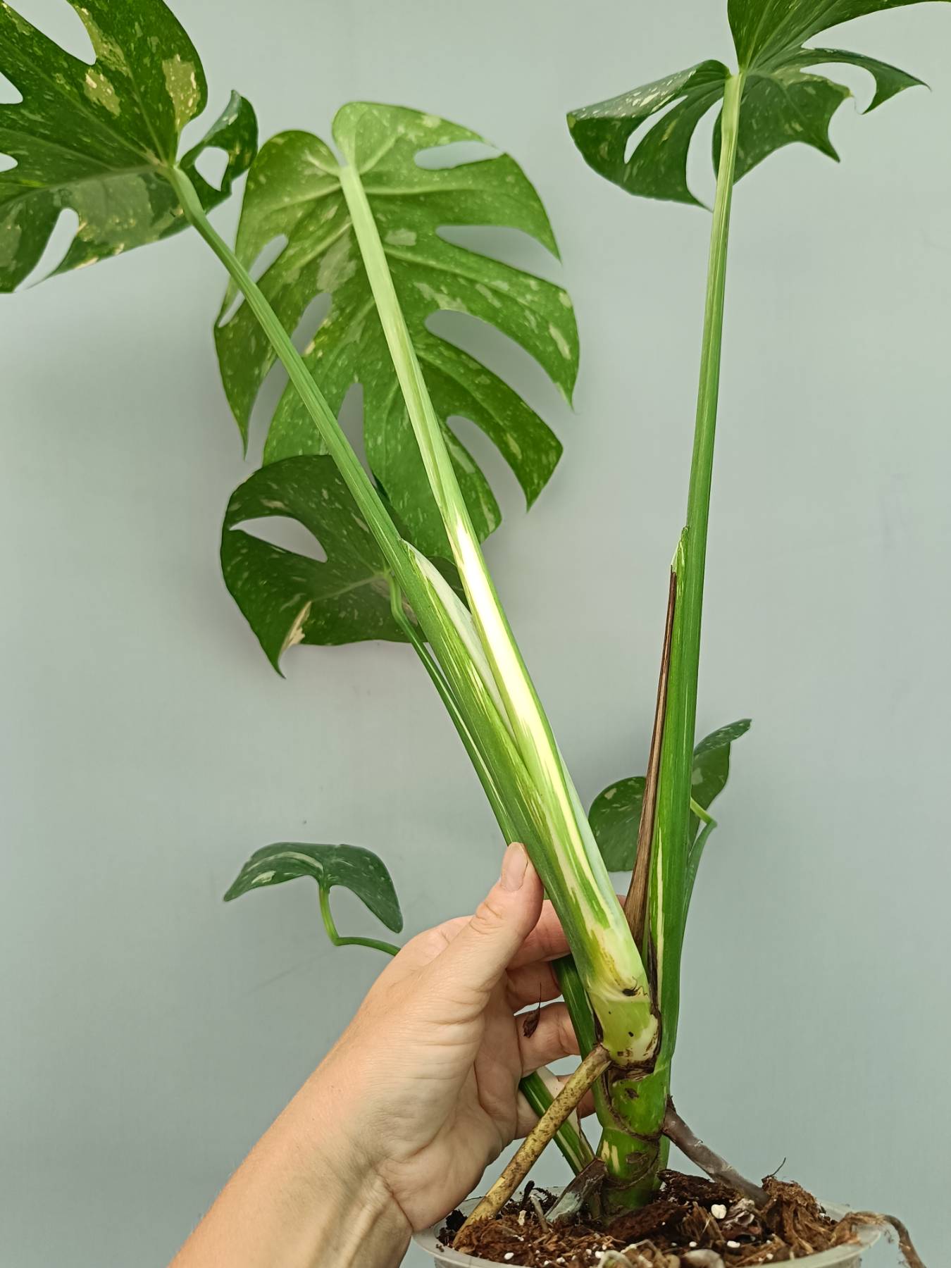 Monstera Thai Constellation