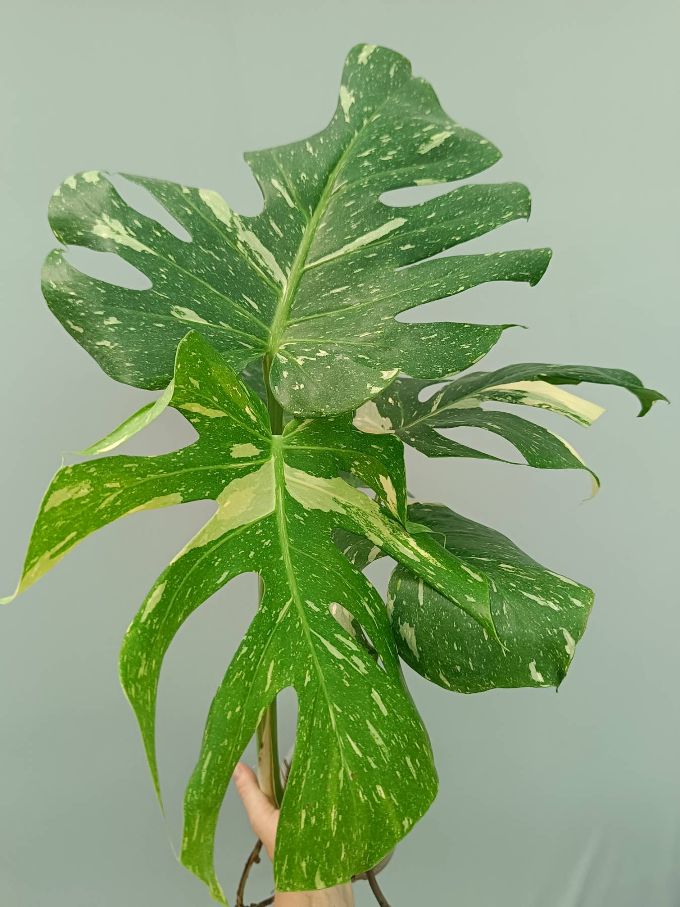 Monstera Thai Constellation