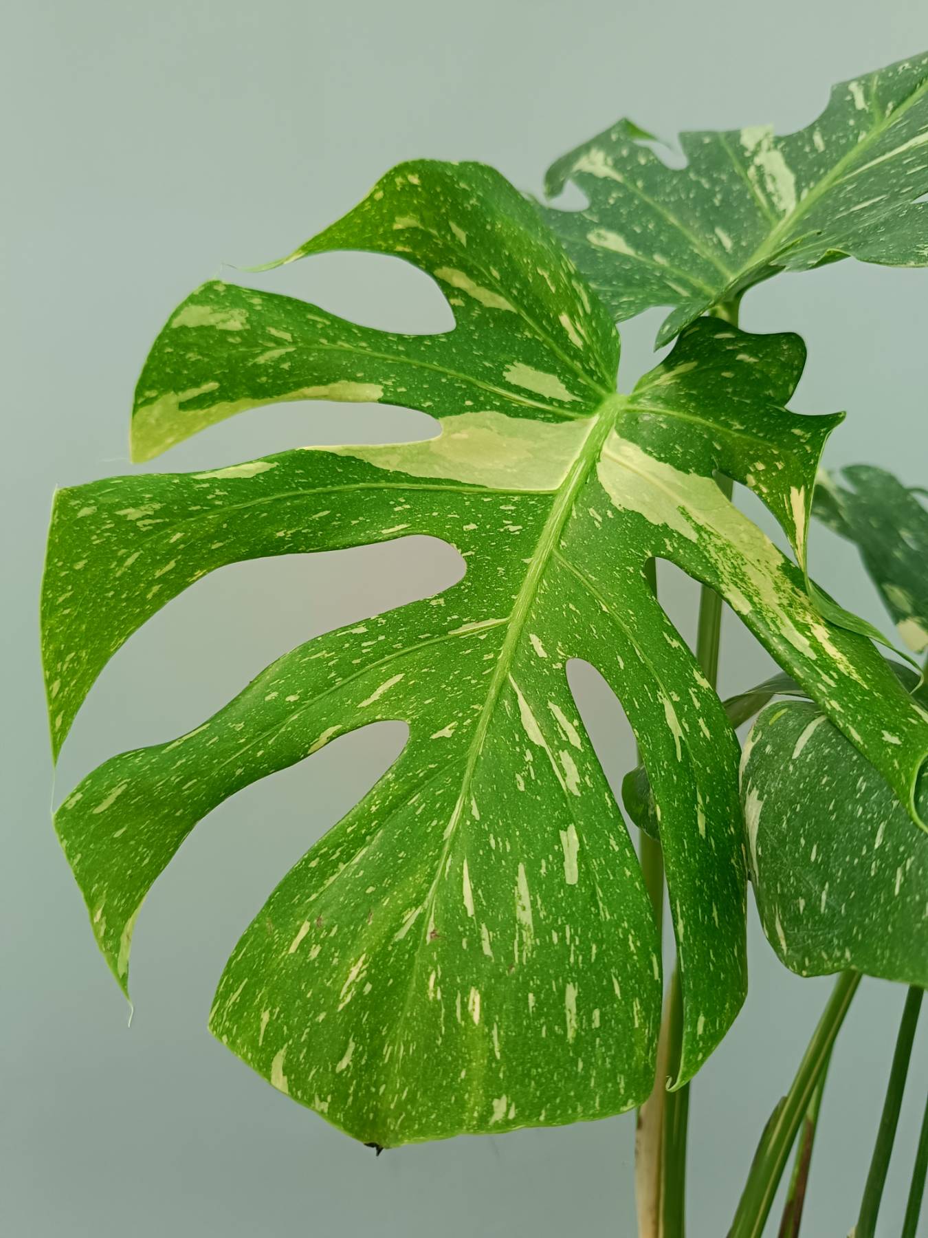 Monstera Thai Constellation