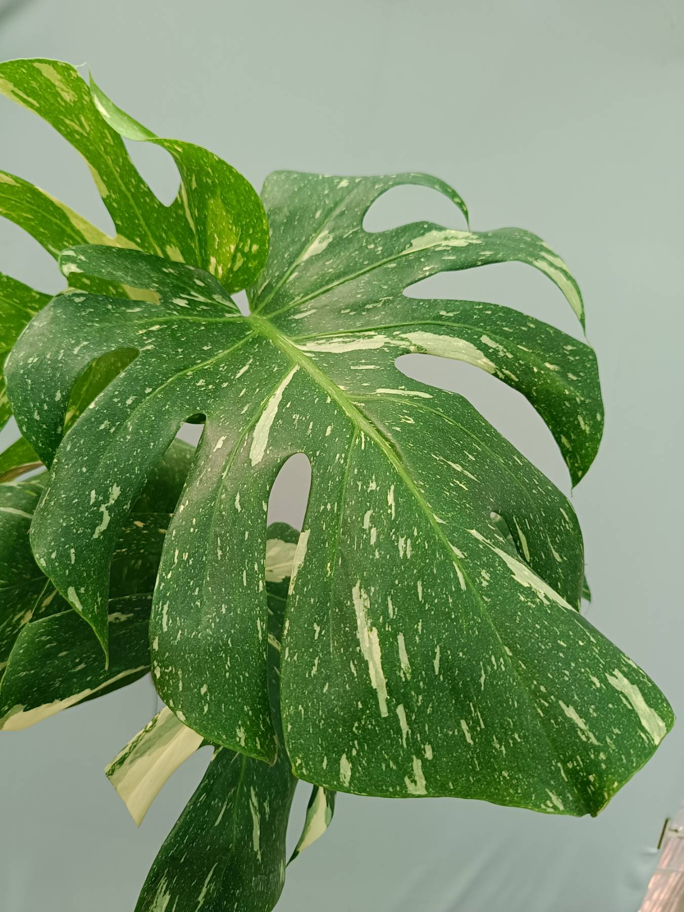 Monstera Thai Constellation