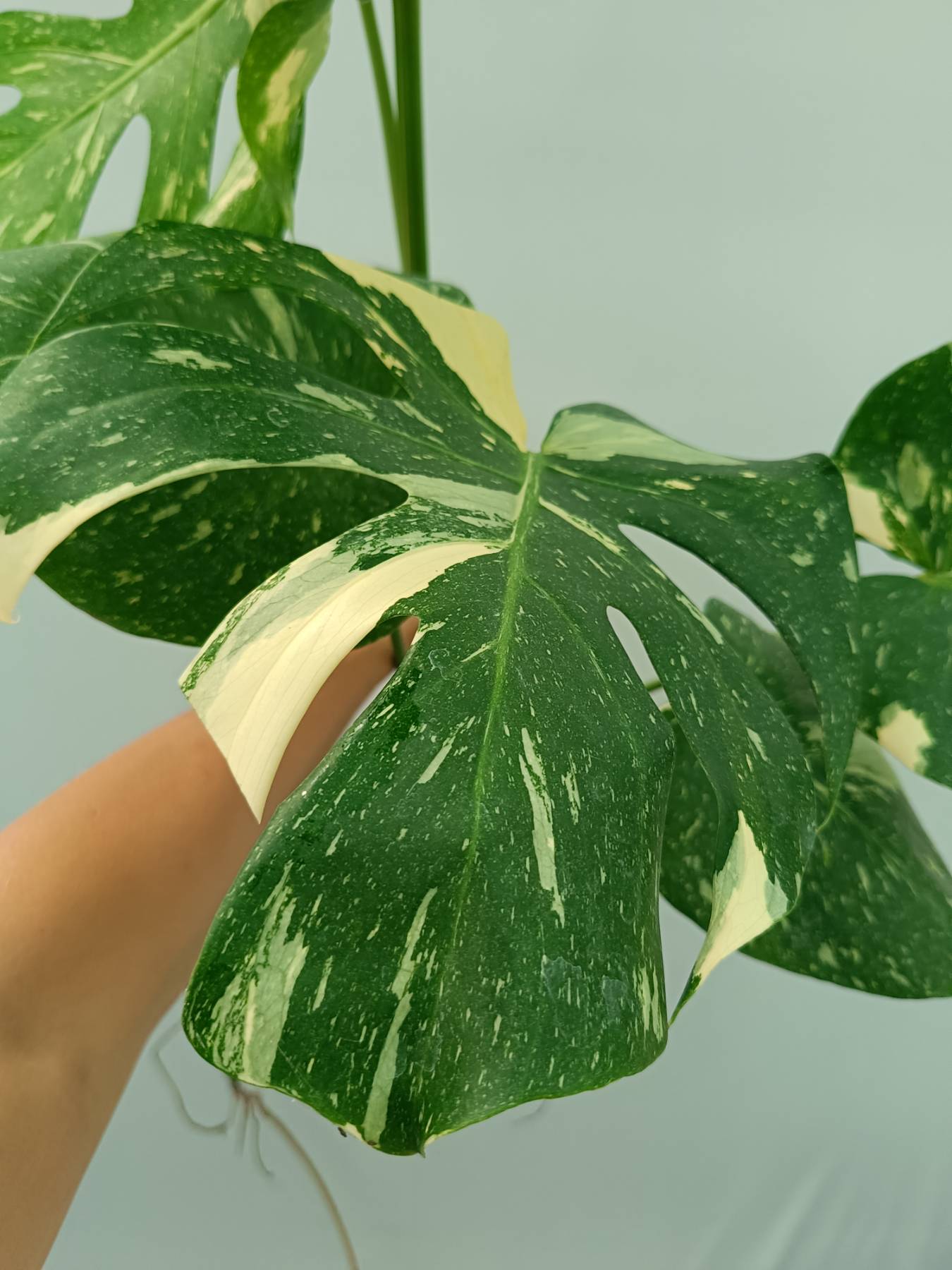Monstera Thai Constellation