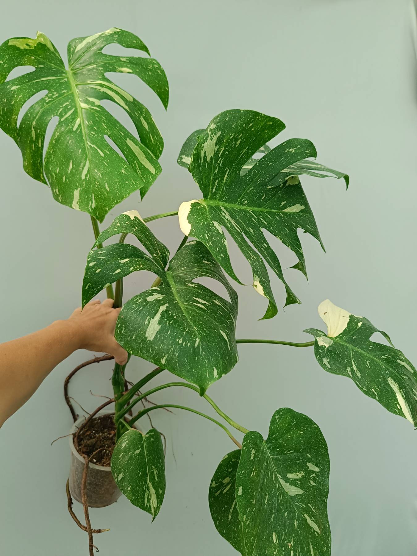 Monstera Thai Constellation