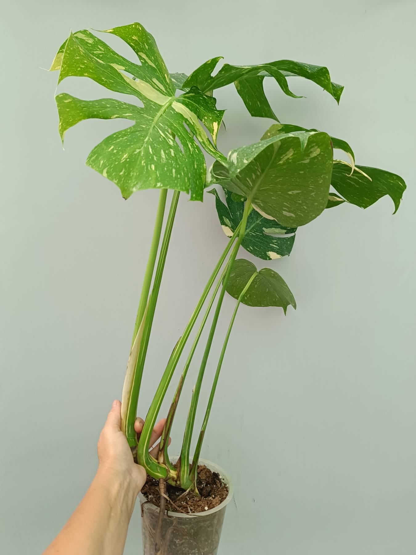 Monstera Thai Constellation