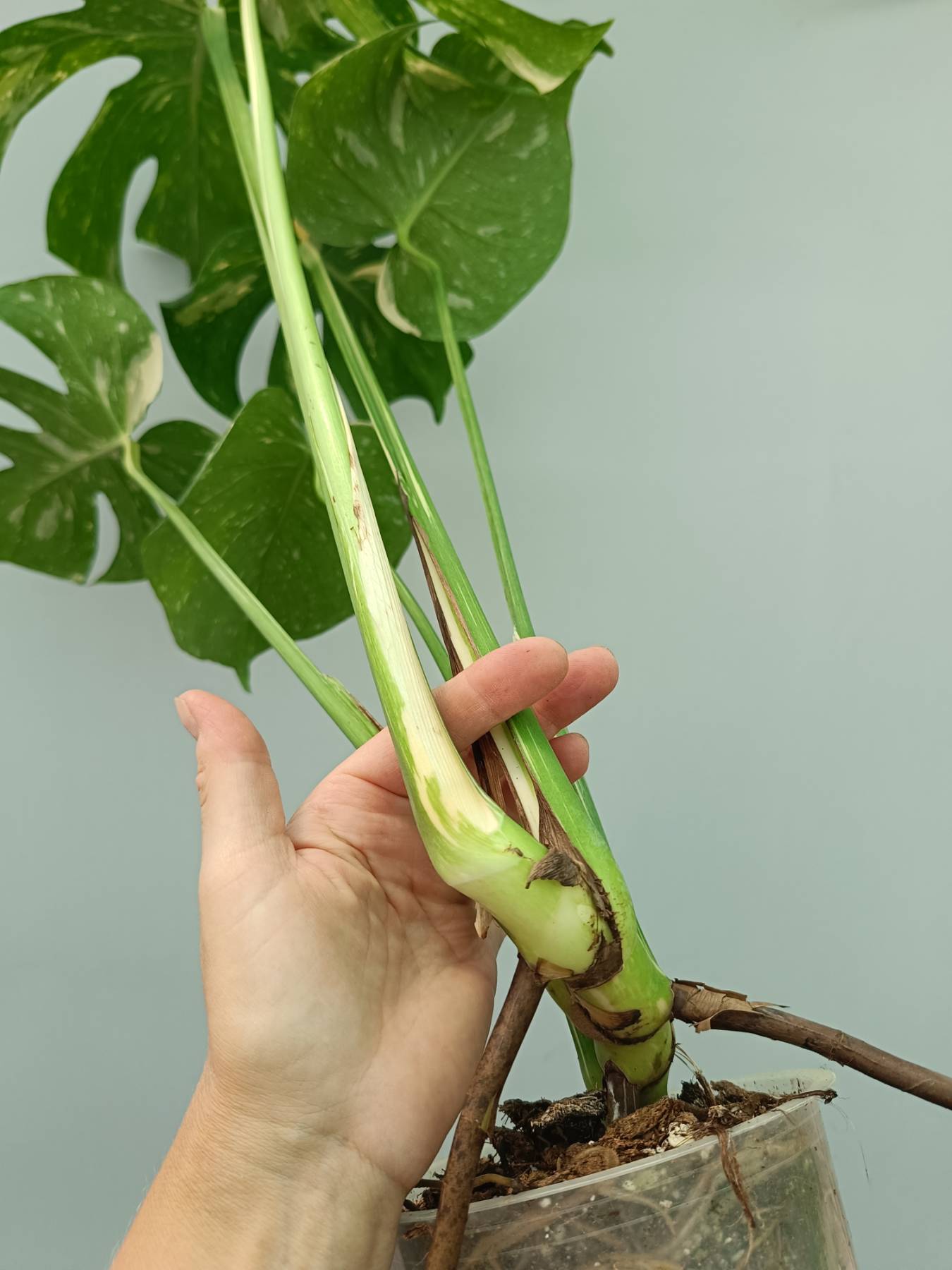 Monstera Thai Constellation