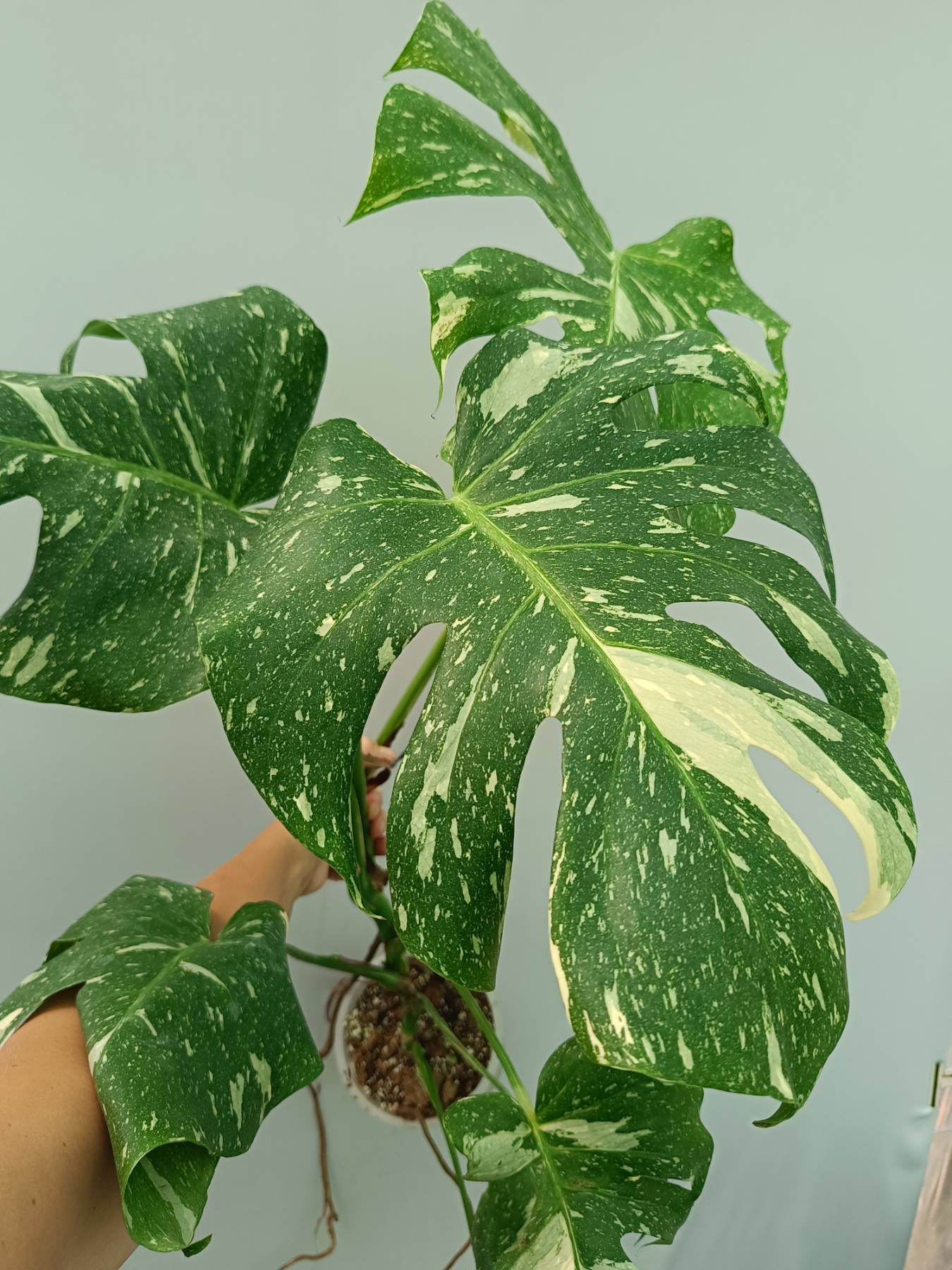 Monstera Thai Constellation