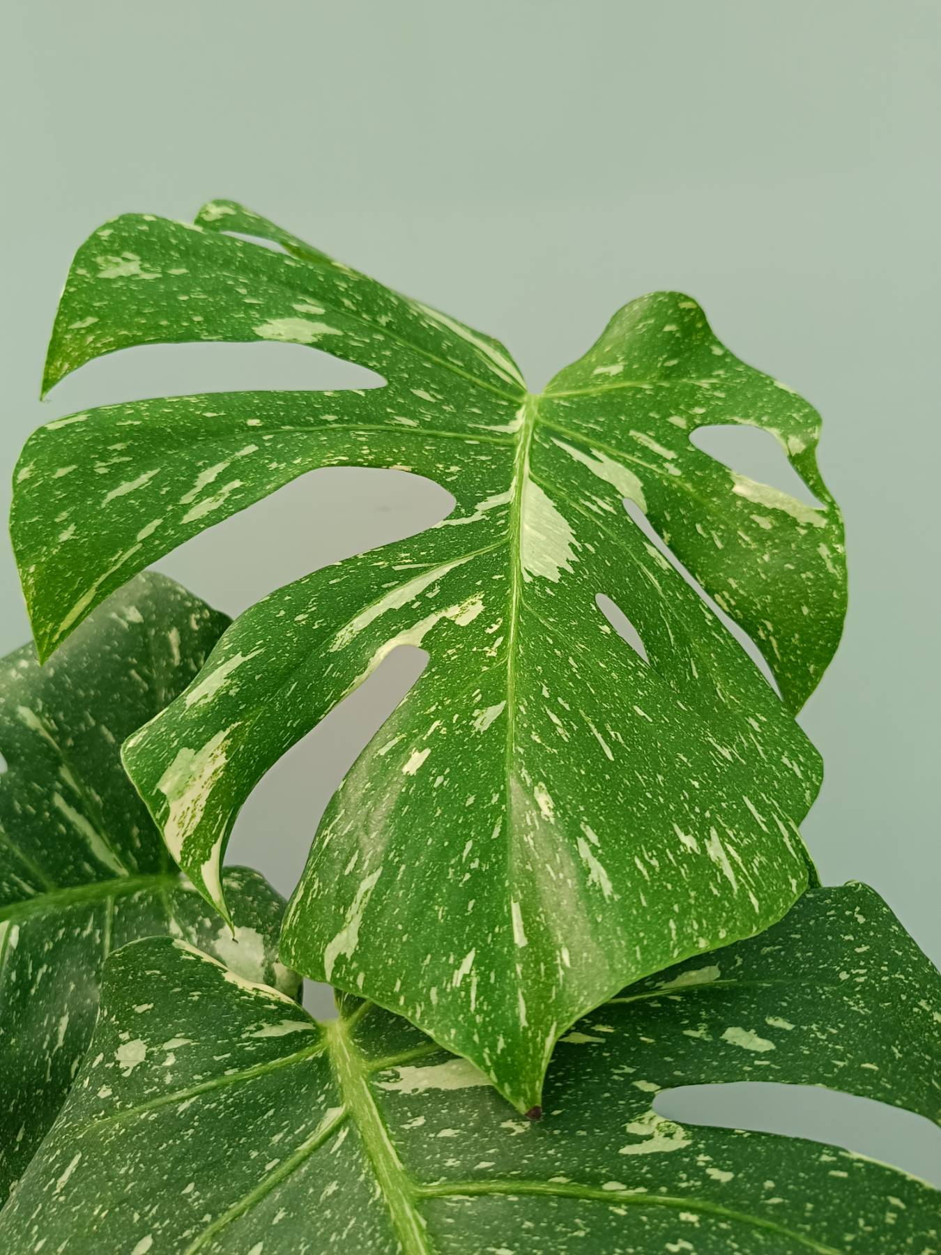 Monstera Thai Constellation