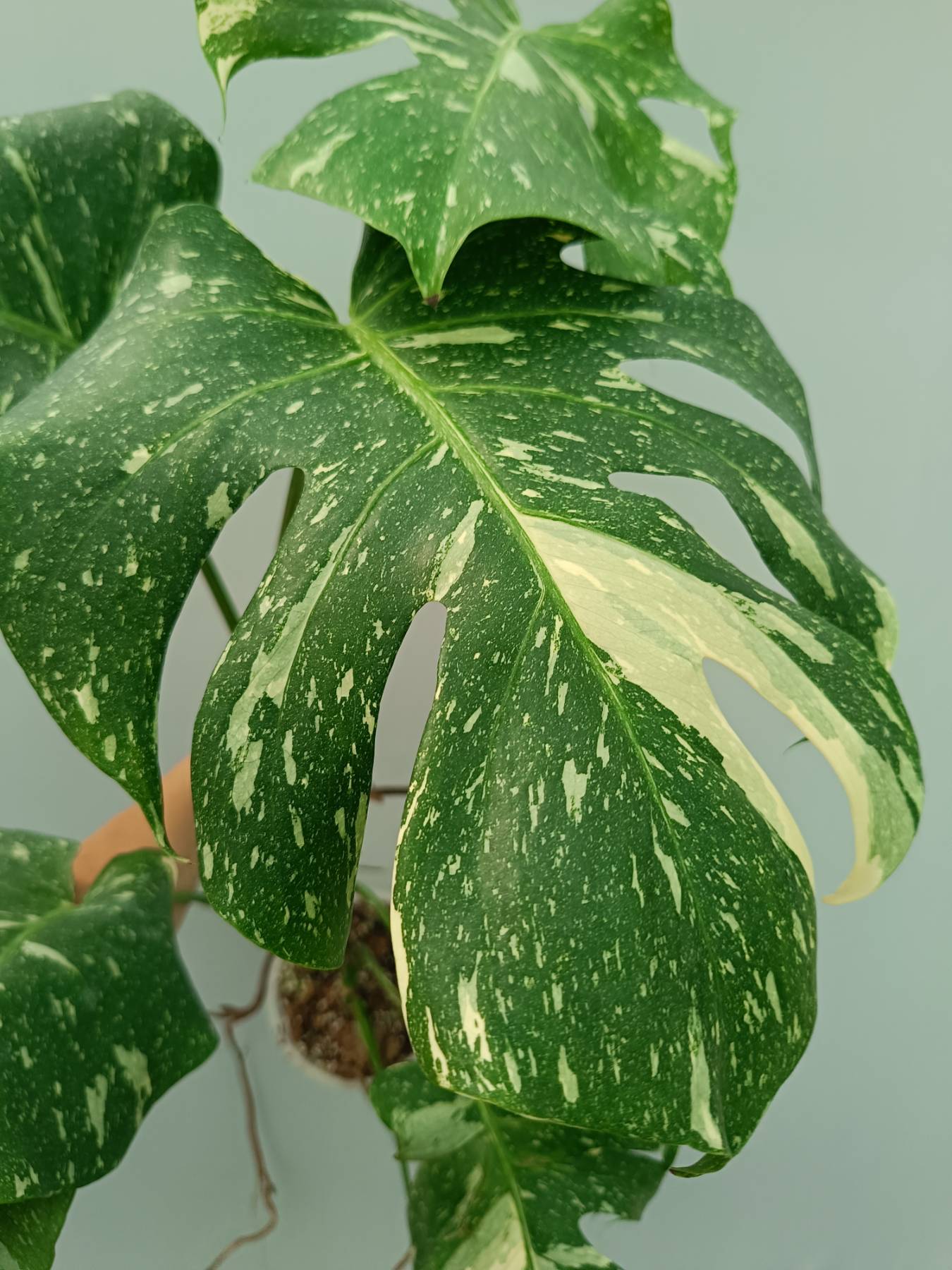 Monstera Thai Constellation