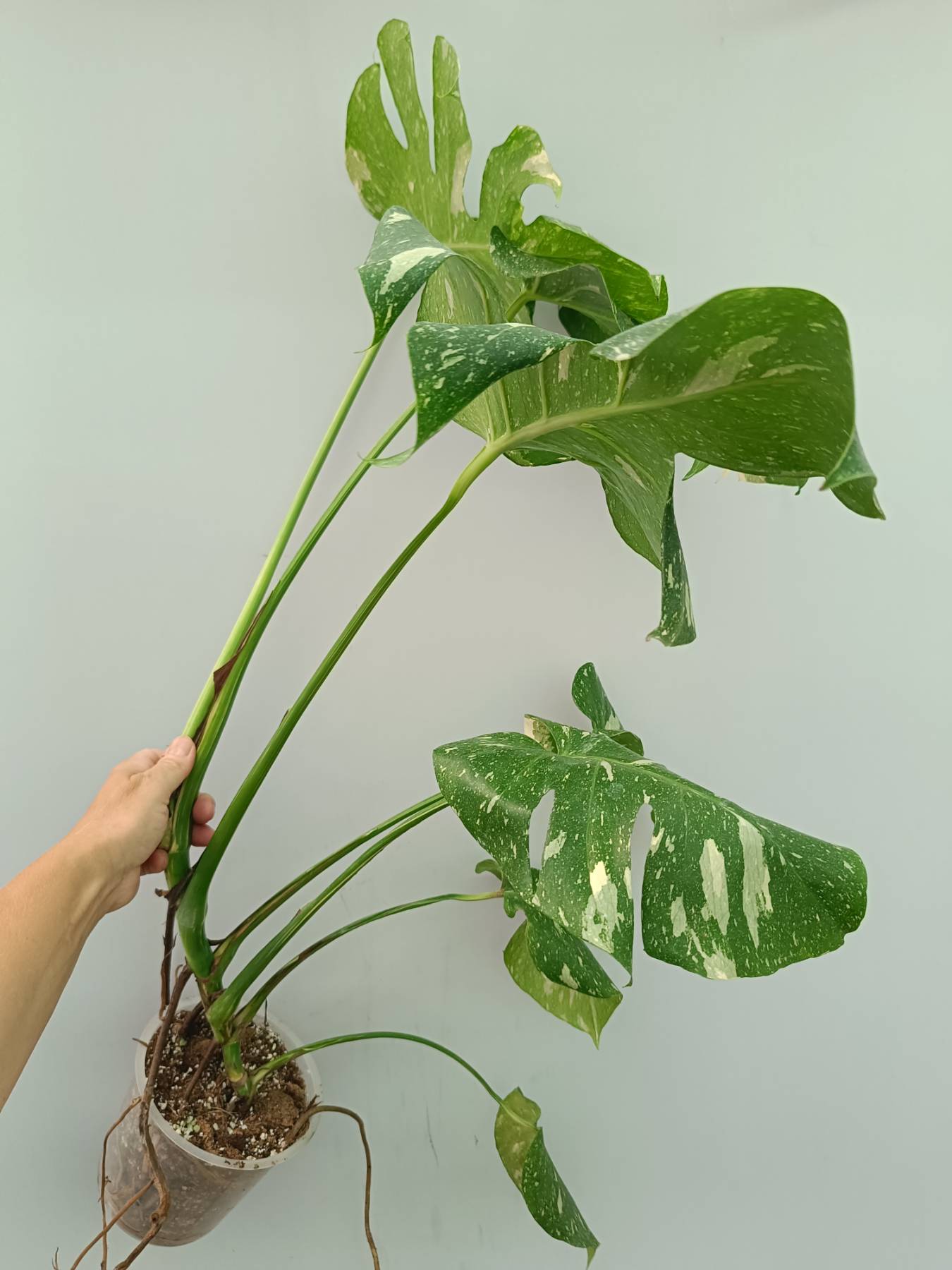 Monstera Thai Constellation