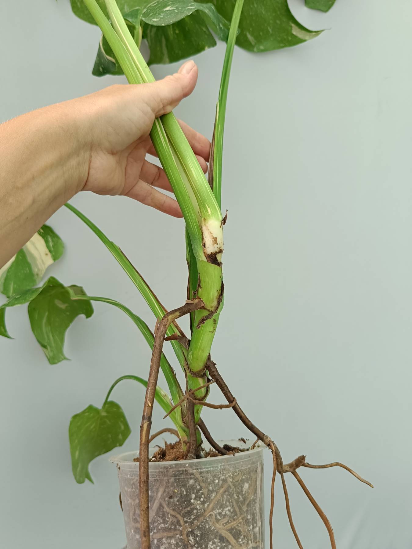 Monstera Thai Constellation