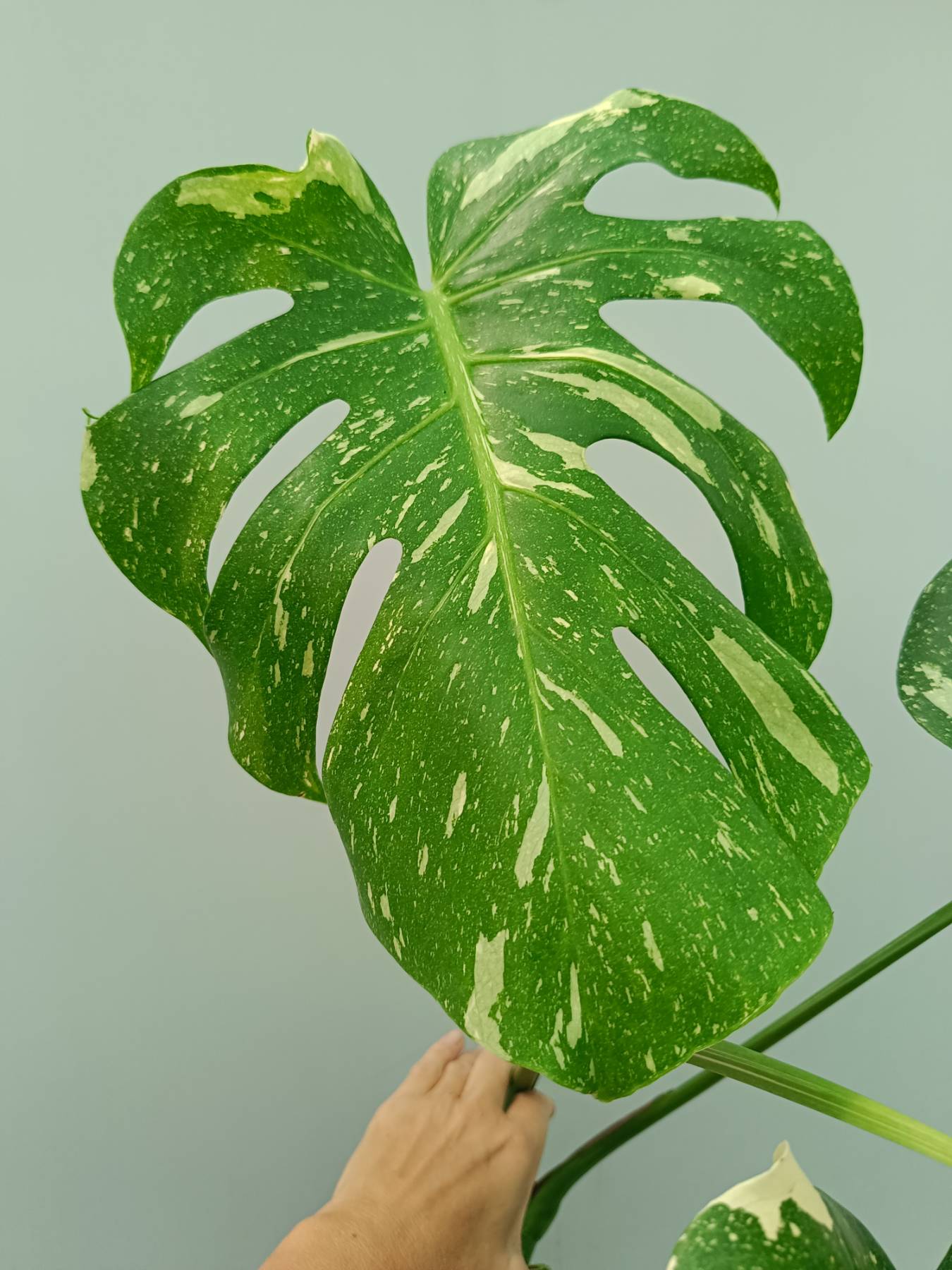 Monstera Thai Constellation