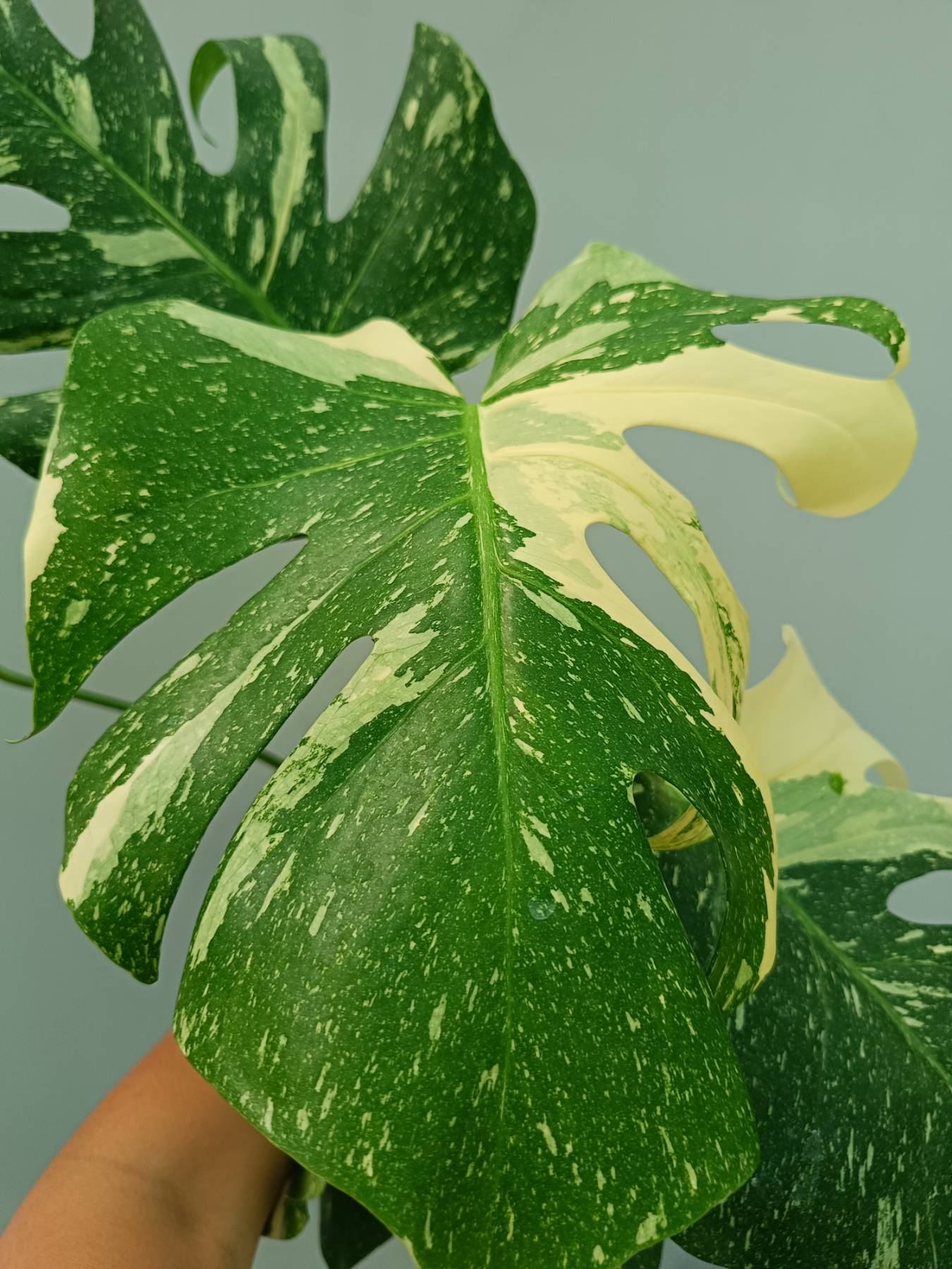 Monstera Thai Constellation