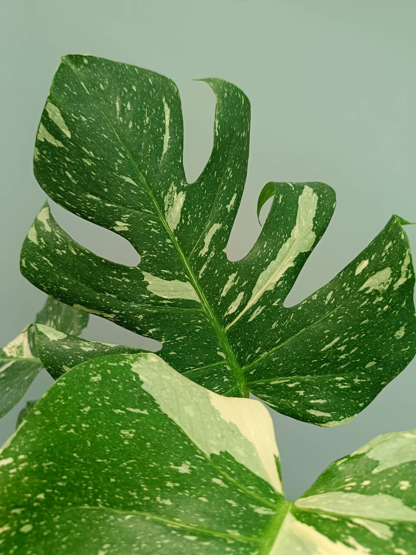 Monstera Thai Constellation