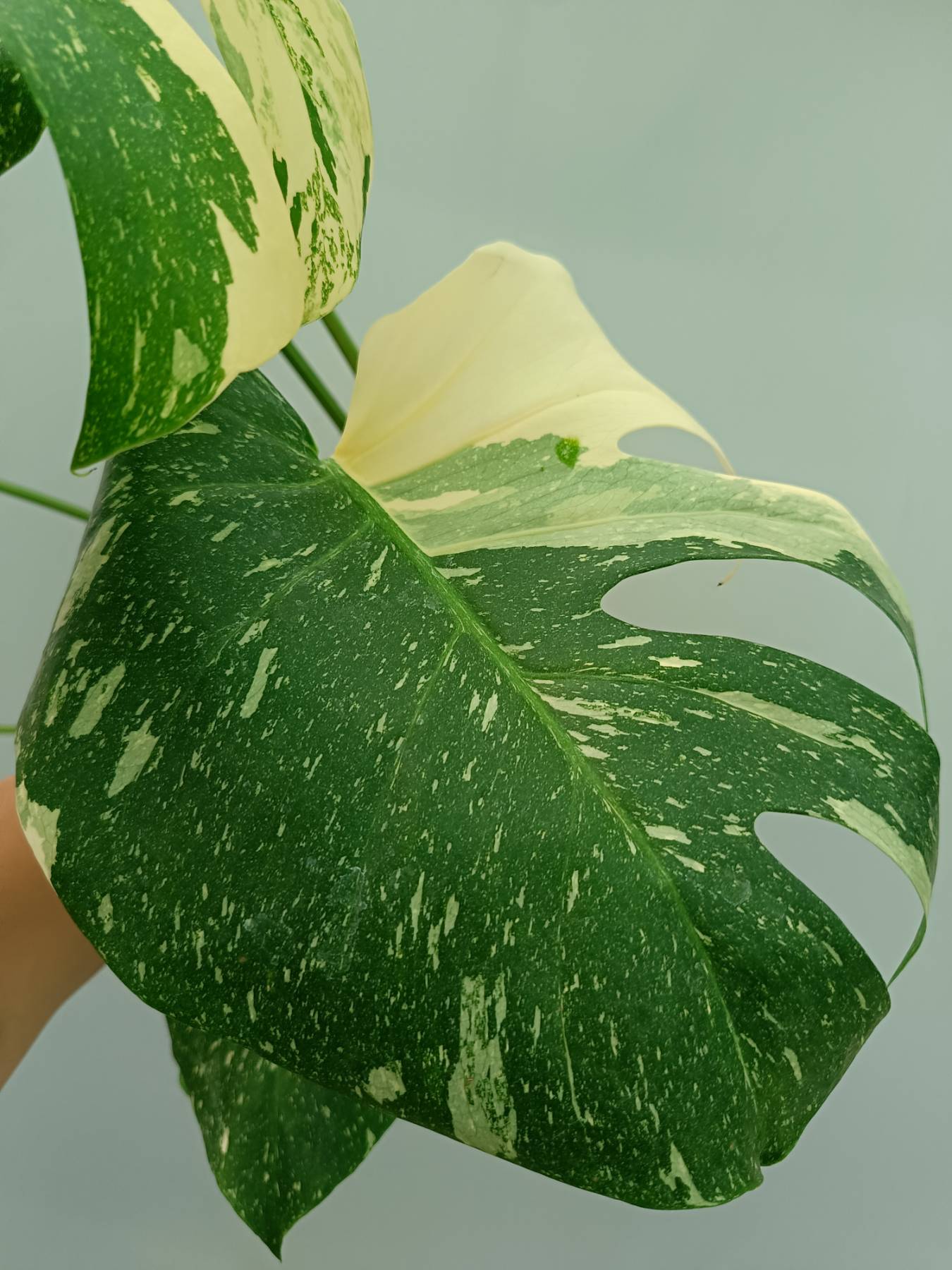 Monstera Thai Constellation