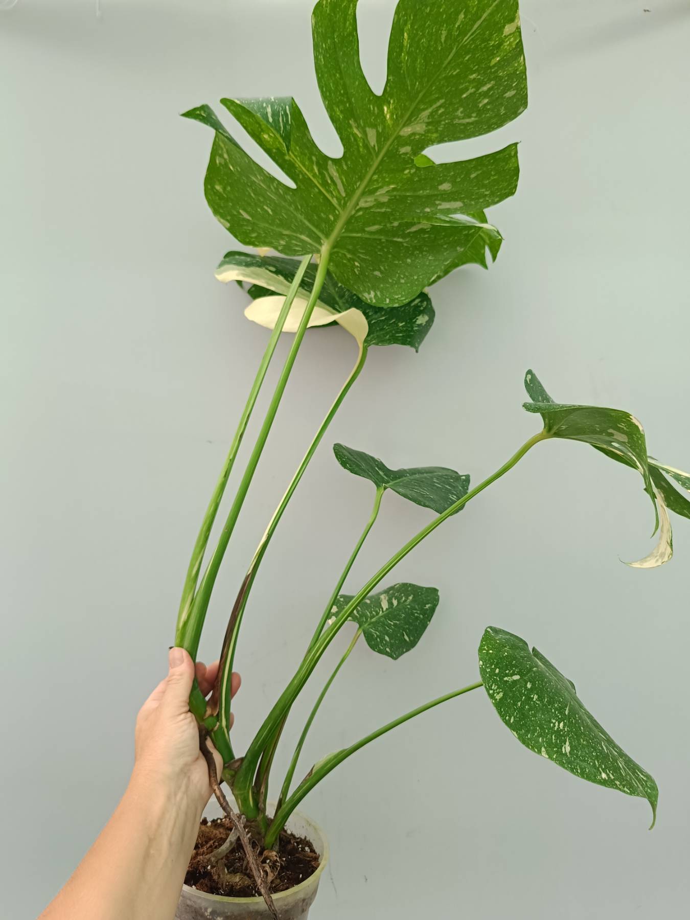Monstera Thai Constellation