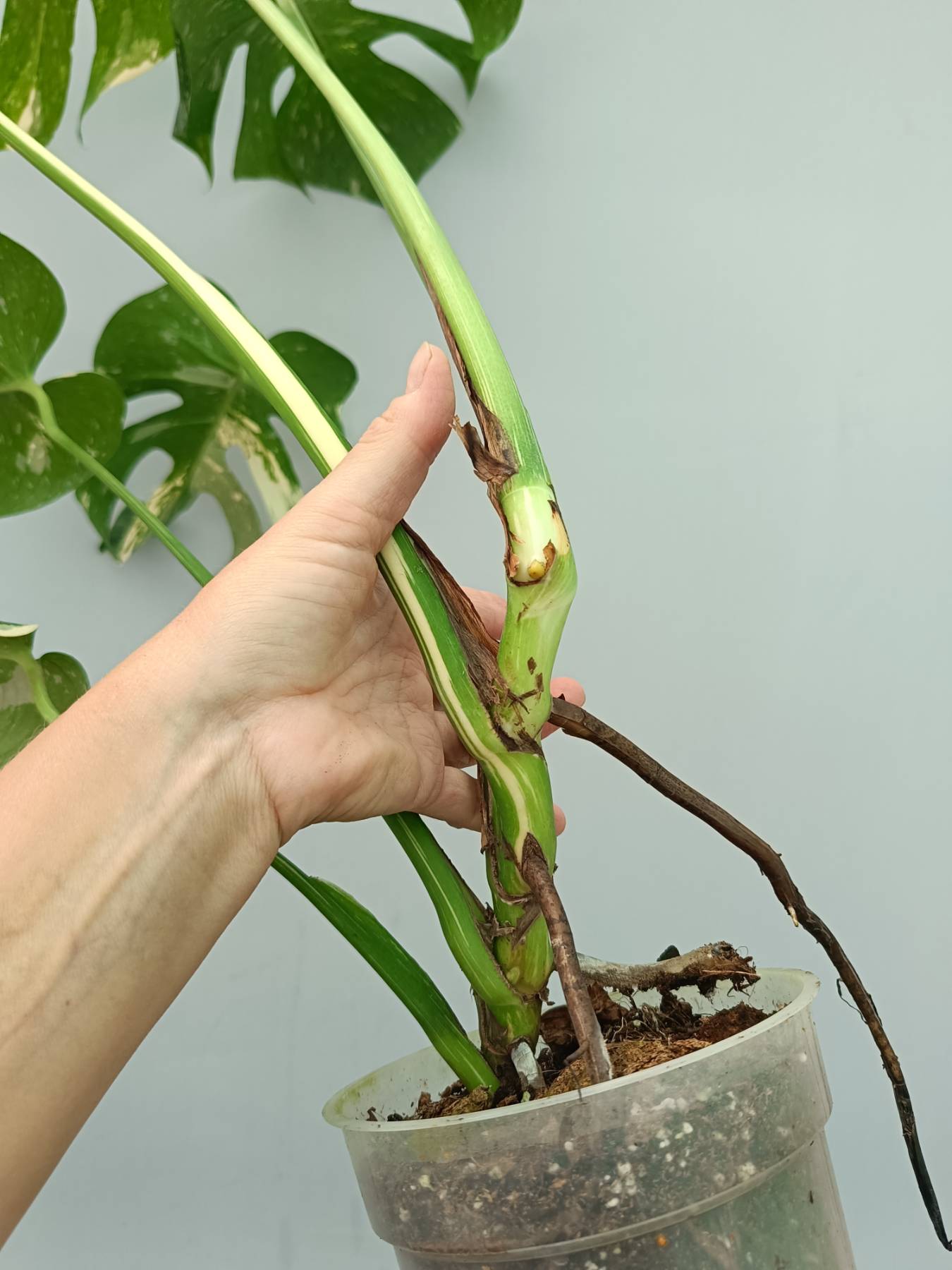Monstera Thai Constellation