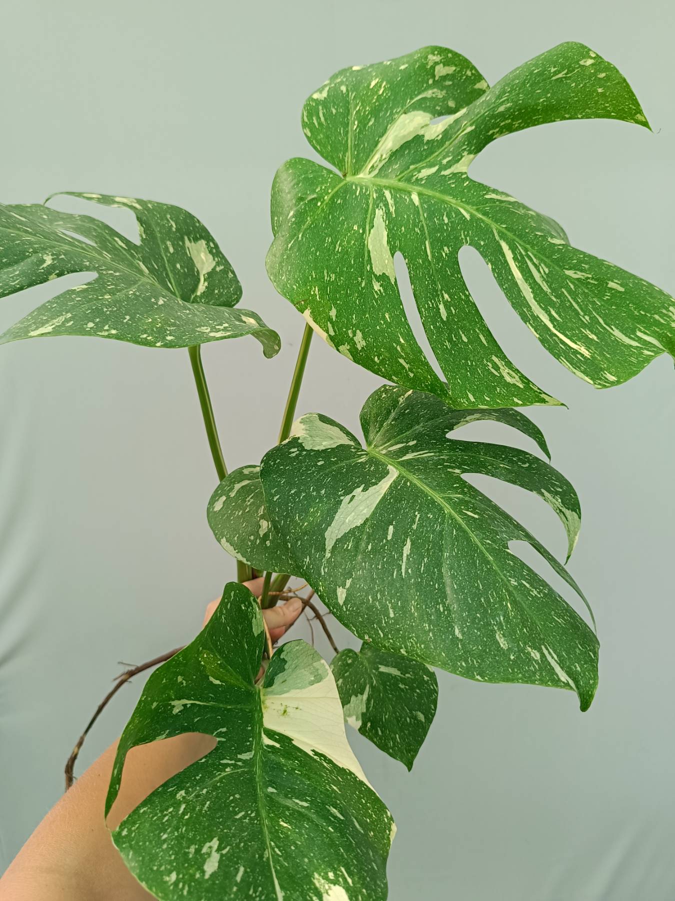 Monstera Thai Constellation