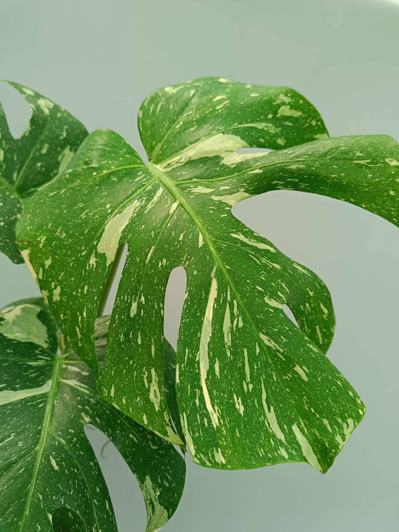 Monstera Thai Constellation