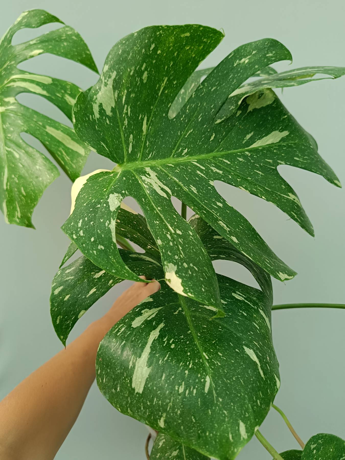Monstera Thai Constellation