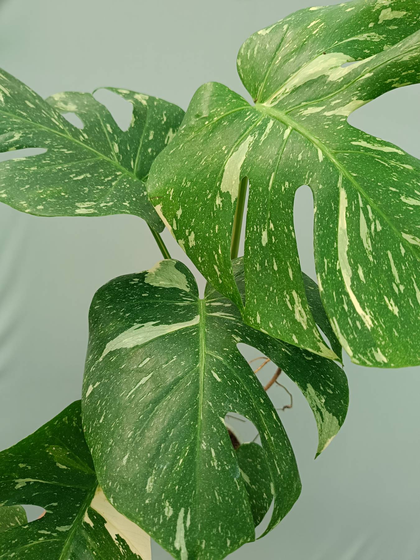Monstera Thai Constellation