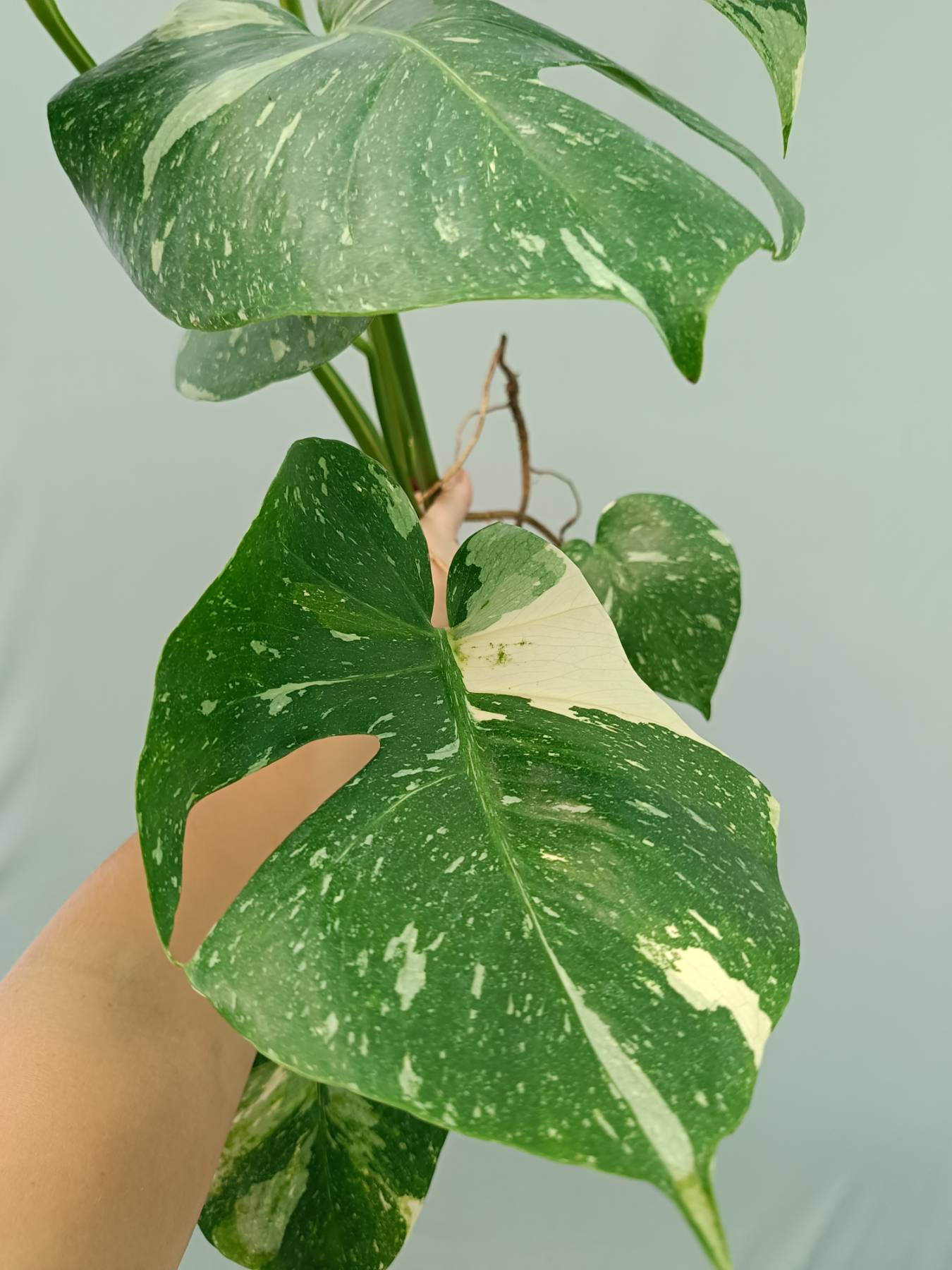 Monstera Thai Constellation