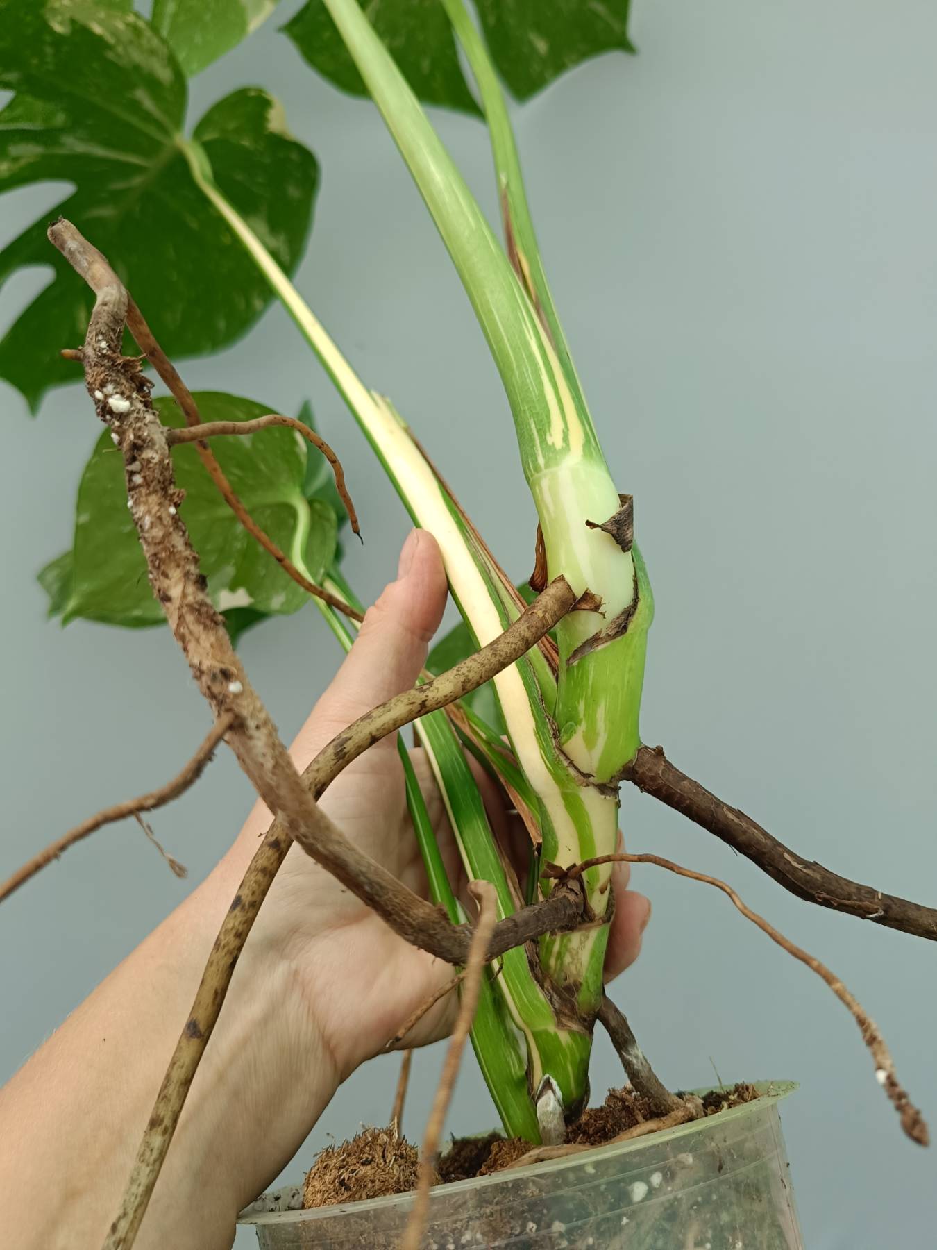 Monstera Thai Constellation