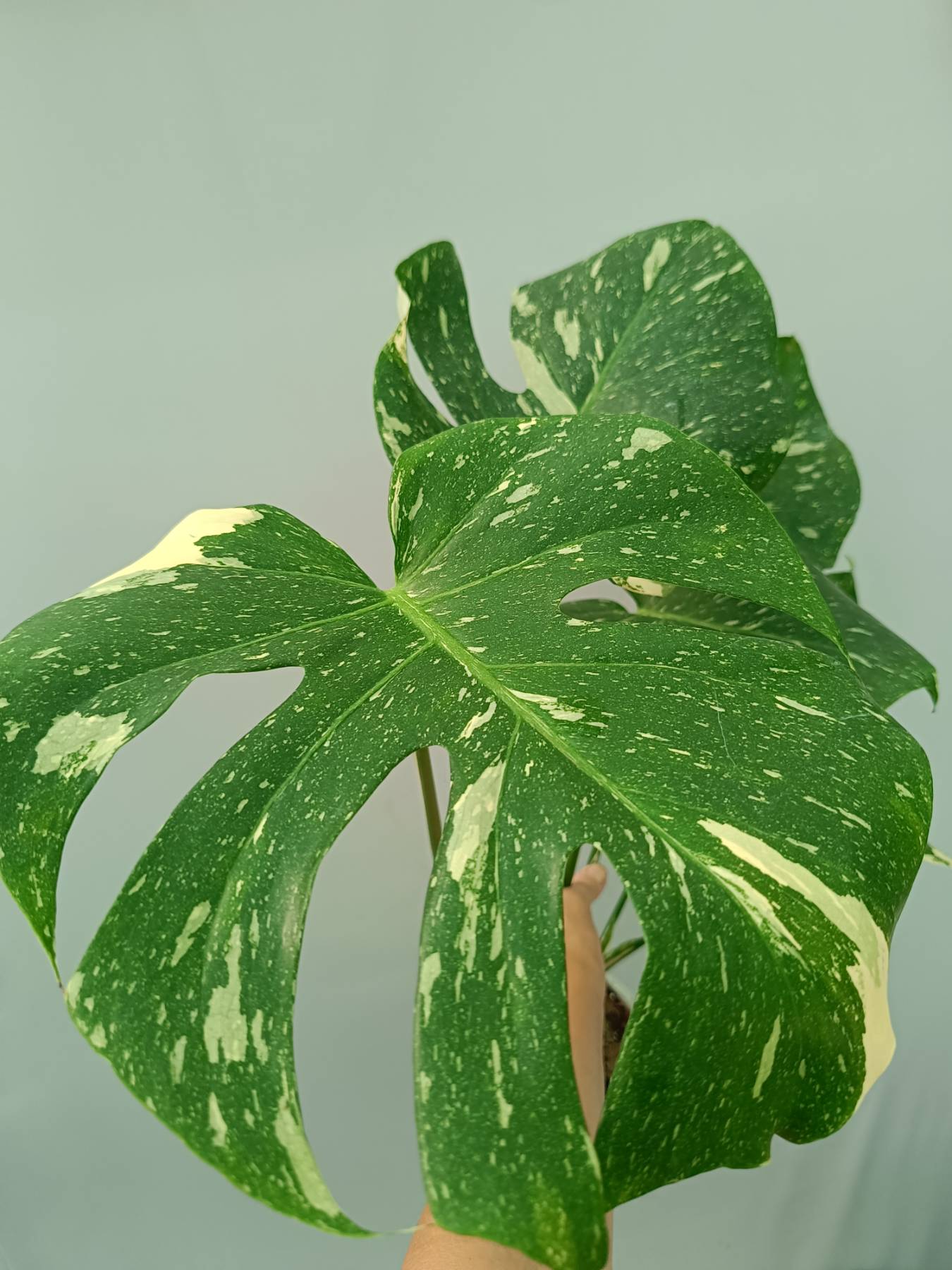 Monstera thai constellation