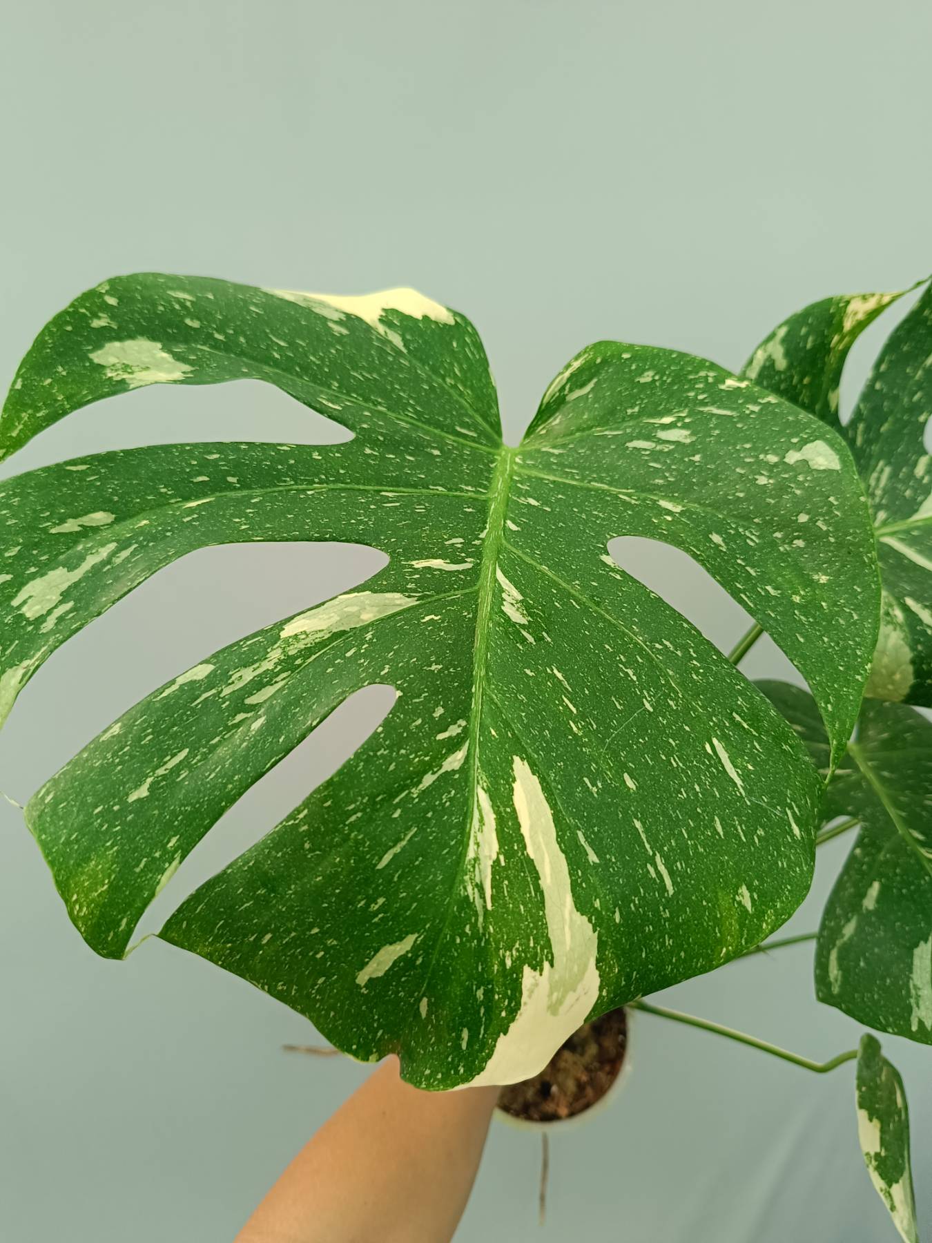 Monstera thai constellation