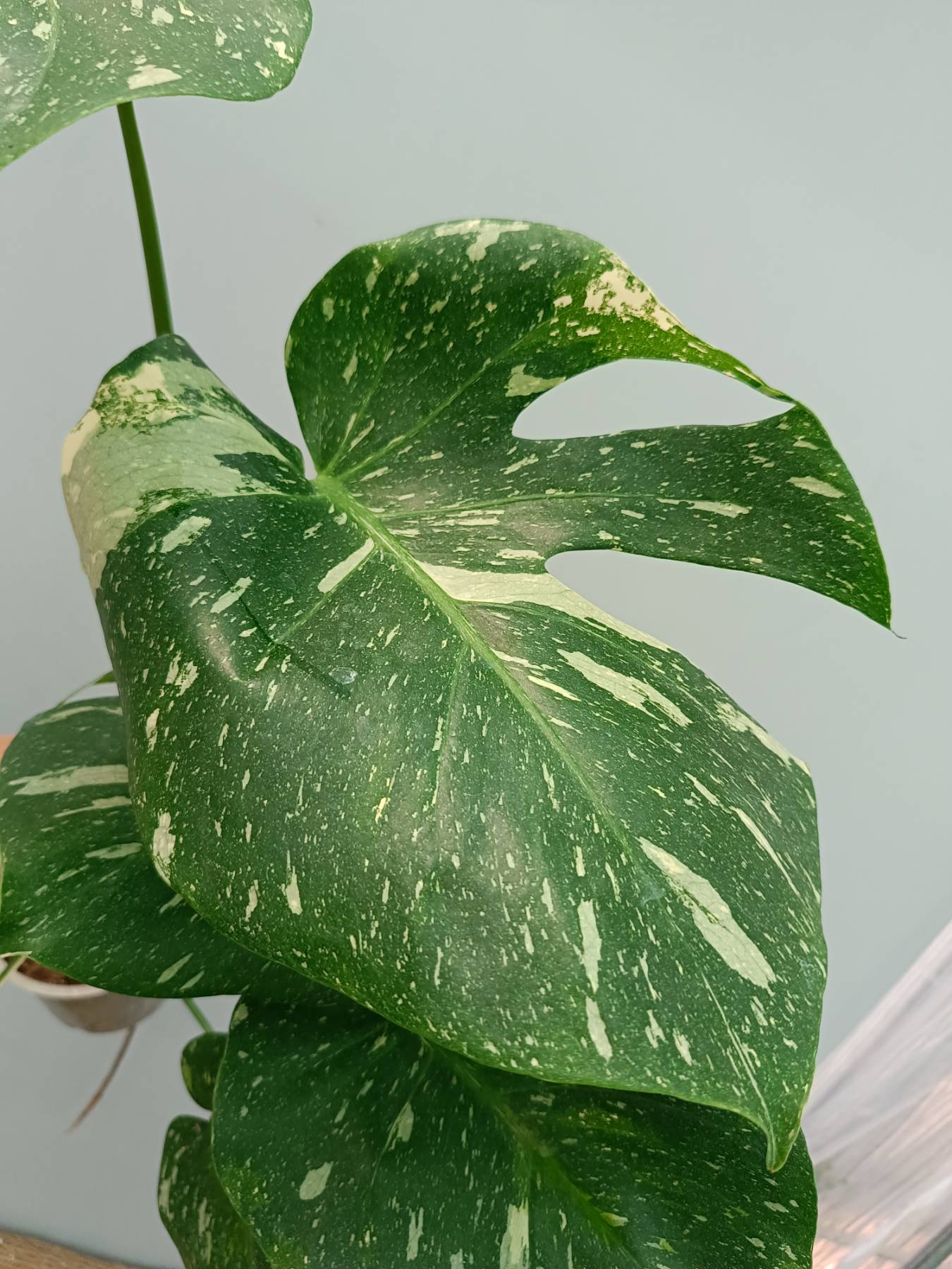 Monstera thai constellation