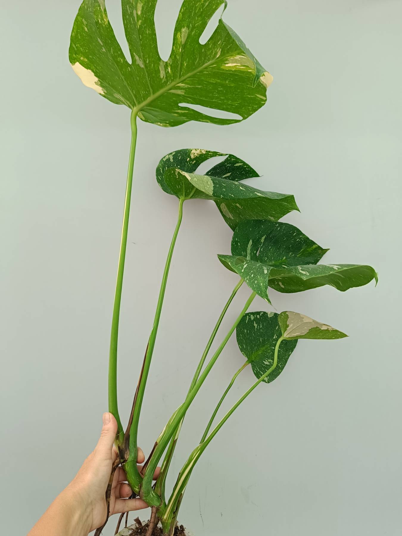 Monstera thai constellation