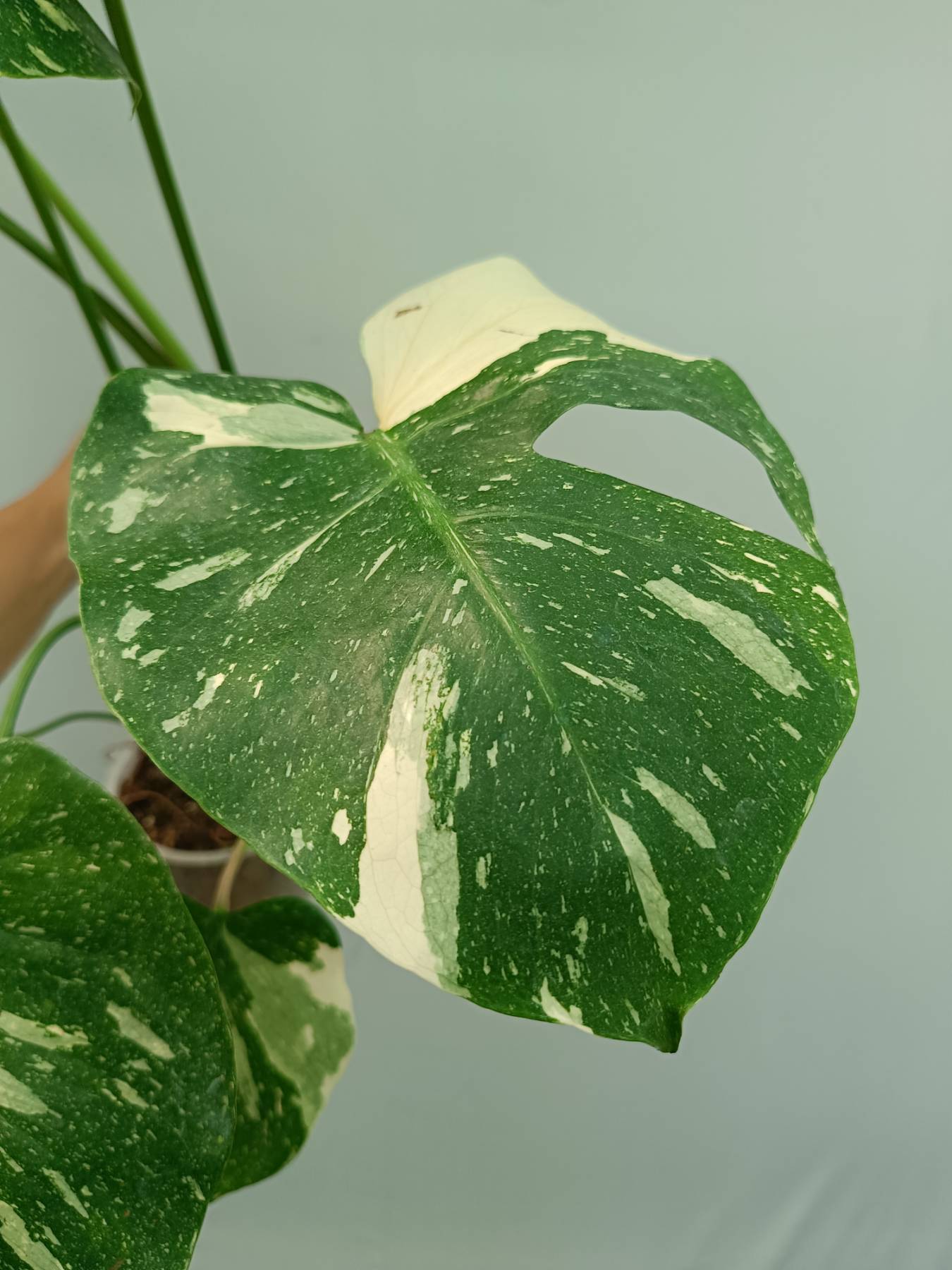 Monstera Thai Constellation