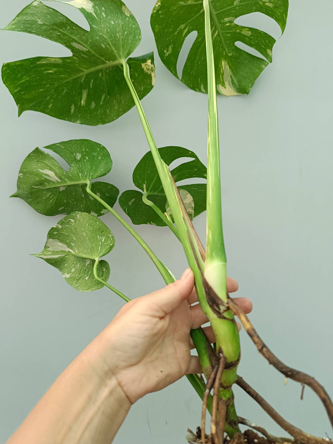 Monstera thai constellation