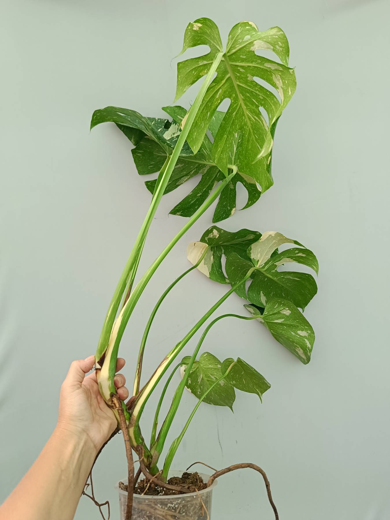 Monstera Thai Constellation