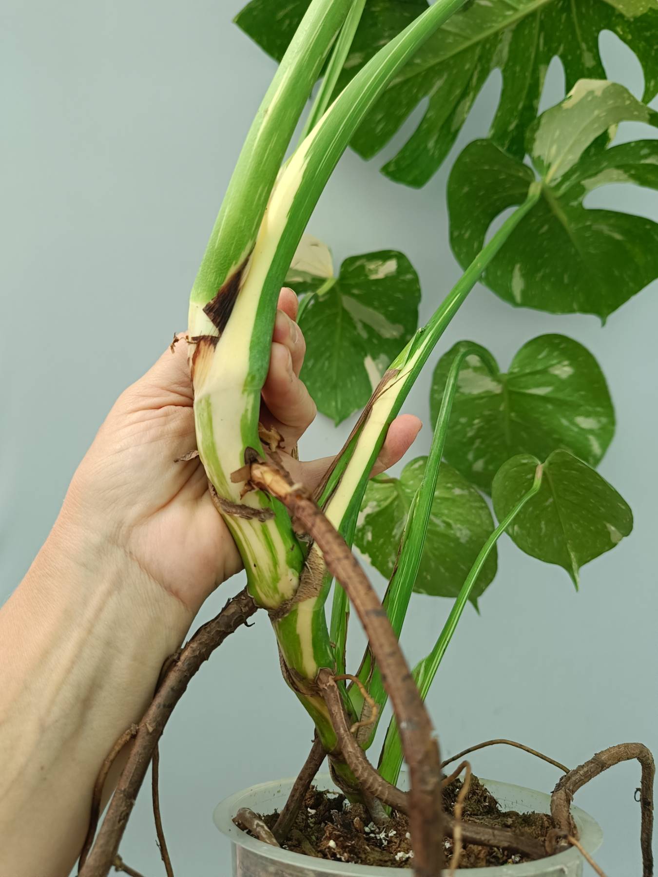 Monstera Thai Constellation