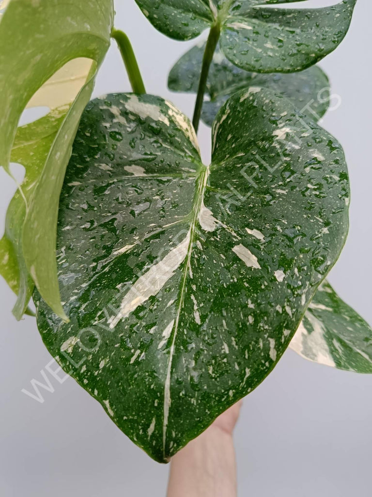 Monstera thai constellation