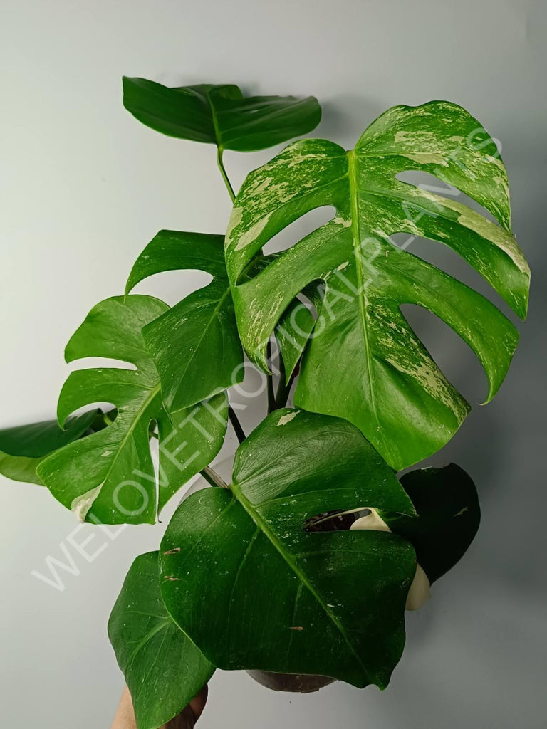 Monstera variegata albo