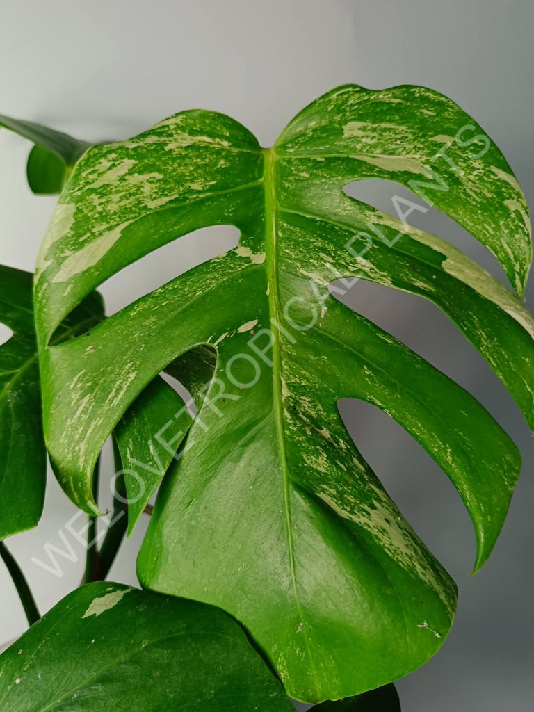 Monstera variegata albo