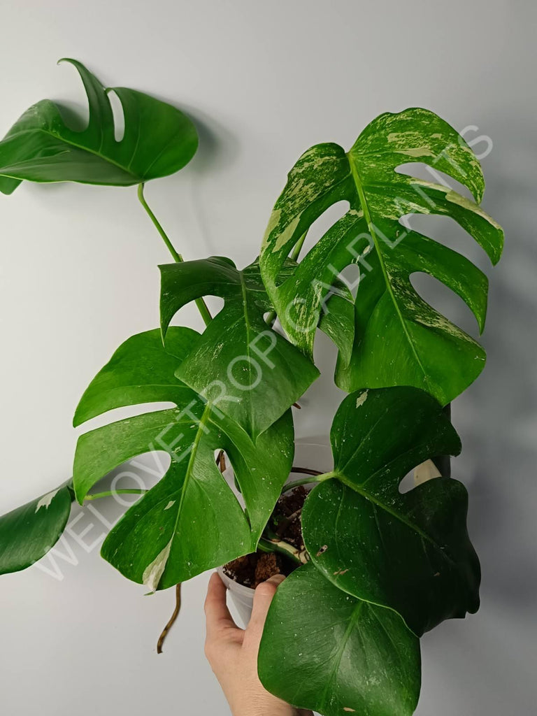 Monstera variegata albo